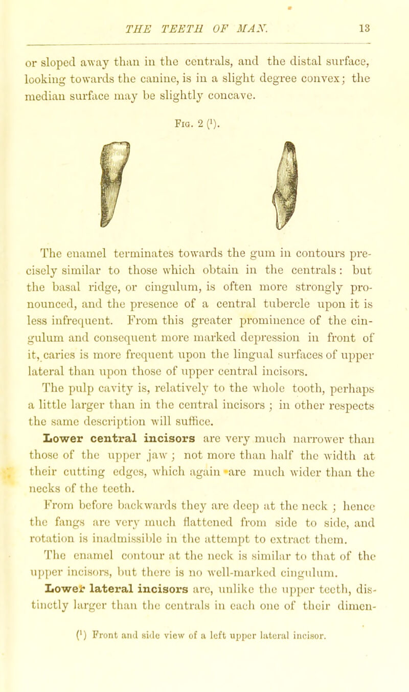 or sloped away than in the centrals, and the distal surface, looking towards the canine, is in a slight degree convex; tlie median surface may be slightly concave. Fig. 2 (i). The enamel terminates towards the gum in contours pre- cisely similar to those which obtain in the centrals : but the basal ridge, or cingulum, is often more strongly pro- nounced, and the presence of a central tubercle upon it is less infrequent. From this greater jDrominence of the cin- gulum and consequent more marked depression in front of it, caries is more frequent upon the lingual surfaces of upper lateral than upon those of upper central incisors. The pulp cavity is, relatively to the whole tooth, perhaps a little larger than in the central incisors ; in other respects the same description will suffice. Lower central incisors are very much narrower than those of the upper jaw ; not more than lialf the width at their cutting edges, which again *are much wider than the necks of the teeth. From before backwards they are deep at the neck ; hence the fangs are very much flattened from side to side, and rotation is inadmissible in the attempt to extract them. The enamel contour at the neck is similar to that of the up|)er incisors, but there is no well-marked cingulum. Lower lateral incisors arc, unlike the upper teeth, dis- tinctly larger than the centrals in each one of their dimen-