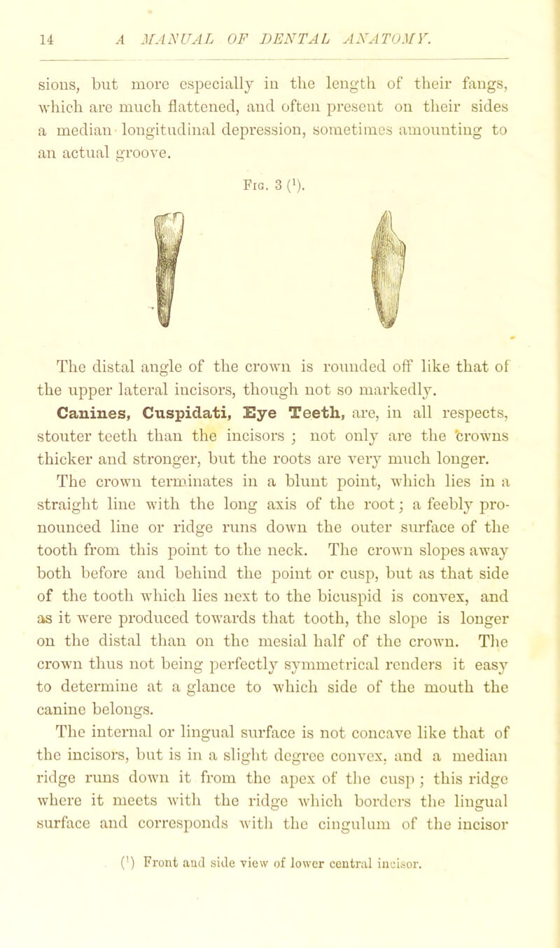 sious, but more especially iu the length of their fangs, which are much flattened, and often present on their sides a median longitudinal depression, sometimes amounting to an actual groove. Fig. 3 (b- The distal angle of the crown is rounded off like that of the upper lateral incisors, though not so markedly. Canines, Cuspidati, Eye Teeth, are, in all respects, stouter teeth than the incisors ; not only are the browns thicker and stronger, but the roots are very much longer. The crown terminates in a blunt point, which lies in a straight line with the long axis of the root; a feebly pro- nounced line or ridge runs down the outer sm-face of the tooth from this point to the neck. The crown slopes away both before and behind the point or cusp, but as that side of the tooth which lies next to the bicuspid is convex, and as it were produced towards that tooth, the slope is longer on the distal than on the mesial half of the crown. Tlie crown thus not being perfectly symmetrical renders it easj-^ to determine at a glance to which side of the mouth the canine belongs. The internal or lingual surface is not concave like that of the incisors, but is in a slight degree convex, and a median ridge runs down it from the apex of the cusp ; this ridge where it meets with the ridge which borders tlie lingual surface and corresponds witli the cingulum of the incisor