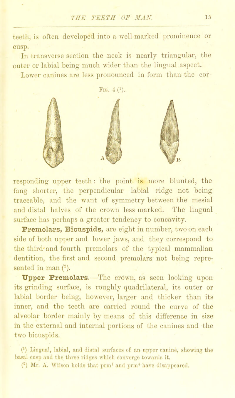 teeth, is often developed into a well-marked prominence or cusp. In transverse section the neck is nearly triang-ular, the outer or labial being much wider than the lingual aspect. Lower canines are less pronounced in form than the cor- Fio. 4 ('). responding upper teeth; the point is more blunted, the fang shorter, the perpendicular labial ridge not being traceable, and the want of symmetry between the mesial and distal halves of the crown less marked. The lingual surface has perhaps a greater tendency to concavity. Premolars, Bicuspids, are eight in number, two on each side of both upper and lower jaws, and they correspond to tlie third'and fourth premolars of tine typical mammalian dentition, the first and second premolars not being repre- sented in man (*). Upper Premolars.—The crown, as seen looking upon its grinding surface, is roughly (juadrilateral, its outer or labial border being, however, larger and thicker than its inner, and the teeth arc carried round the curve of the alveolar border mainly by means of this difiercnce in size in the external and internal portions of the canines and the two bicuspids. (’) Lingii.al, labial, ami distal s\irfaccs of .an upper canine, showing the basal cusp and the throe ridges which converge towards it. (^) Mr. A. Wilson liolds tliat prm’ ami prin' liavc disappeared.