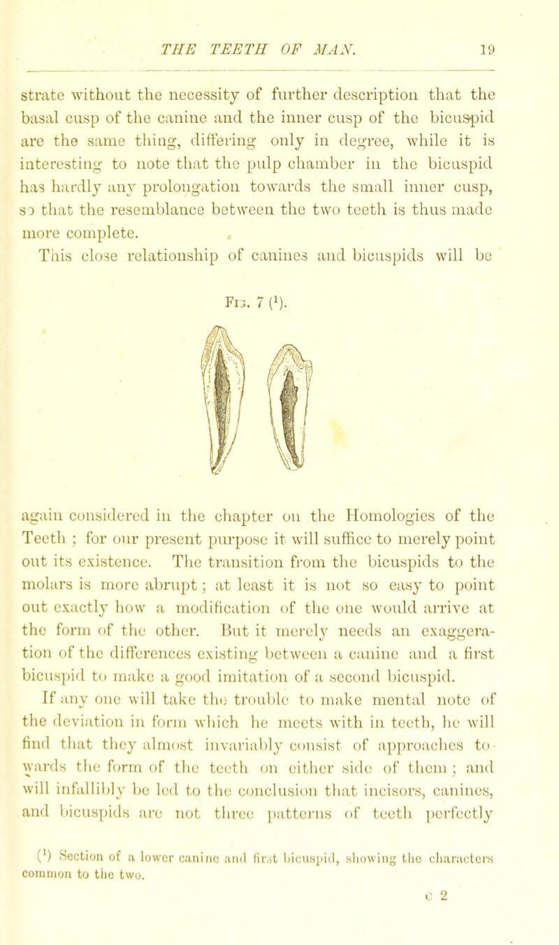 strate without the necessity of further description that the basal cusp of the canine and the inner cusp of the bicusi^)id are the same tiling, differing only in degree, while it is interesting to note that the pulp chamber in the bicuspid has hardly any prolongation towards the small inner cusp, so that the resemblance between the two teetli is thus made more complete. . This close relationship of canines and bicuspids will be Fi3. 7 (1). again considered in the chapter on the Homologies of the Teeth ; for our present purpose it will suffice to merely point out its e.xistence. Tlie transition from the bicuspids to the molars is more abrupt; at least it is not so easy to point out exactly how a modification of the one would arrive at the form of the other. But it merely needs an exaggera- tion of the differences existing between a canine and a first bicusiiid to make a good imitation of a second bicuspid. If any one will take the trouble to make mental note of the deviation in form which lie meets with in teeth, lie will find that they almost invariably consist of approaches to wards the form of the teeth on either side of them ; and will infallibly be led to the conclusion that incisors, canines, and bicuspids are not three [lattcrns of teeth perfectly