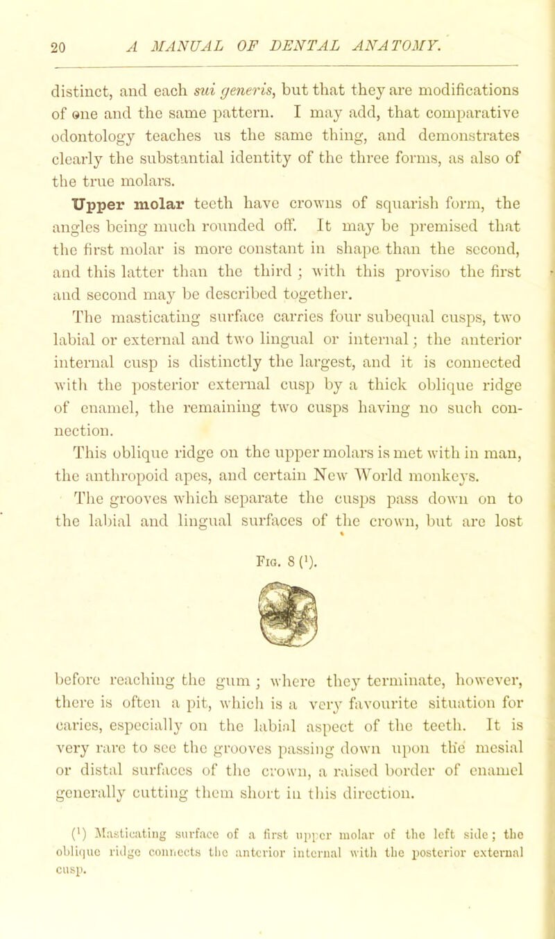 distinct, and each mi generis, but that they are modifications of sue and the same pattern. I may add, that comparative odontology teaches us the same thing, and demonstrates clearly the substantial identity of the three forms, as also of the true molars. Upper molar teeth have crowns of squarish form, the angles being much rounded olf. It may be premised that the first molar is more constant in shape than the second, and this latter than the third ; with this proviso the first and second may be described together. The masticating surface carries four subeqxral cusps, two labial or external and two lingual or internal; the anterior internal cusp is distinctly the largest, and it is connected witli the posterior external cusp by a thick oblique ridge of enamel, the remaining two cusps having no such con- nection. This oblique ridge on the upper molars is met with in man, the anthropoid apes, and certain New World monkeys. The grooves which separate the cusps pass down on to the labial and lingual surfaces of the crown, but are lost Fig. 8 (■). before reaching the gum ; where they terminate, however, there is often a pit, whicli is a veiy favourite situation for caries, especially on the labial aspect of the teeth. It is very rare to see the grooves passing down upon the mesial or distal surfaces of the crown, a raised border of enamel generally cutting them short in this direction. (') Masticating surface of a first upi'cr molar of the left side ; the obli(|uc ridge connects tlic anterior internal with the posterior e.xternal cusp.