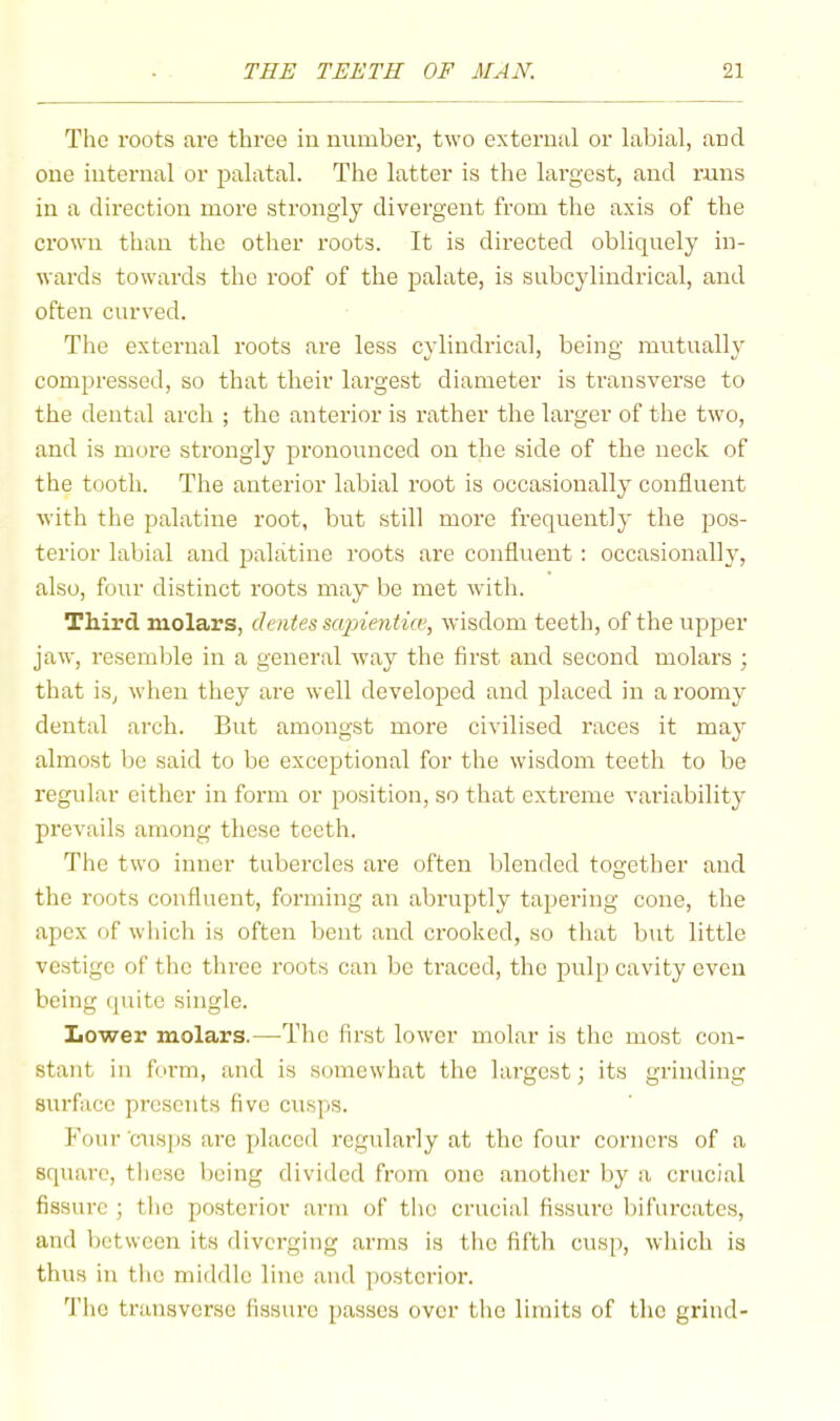 The roots are three in number, two external or labial, and one internal or palatal. The latter is the largest, and runs in a direction more strongly divergent from the axis of the crown than the other roots. It is directed obliquely in- wards towards the roof of the palate, is snbcylindrical, and often curved. The external roots are less cylindrical, being mutually compressed, so that their largest diameter is transverse to the dental arch ; the anterior is rather the larger of the two, and is more strongly pronounced on the side of the neck of the tooth. The anterior labial root is occasionally confluent with the palatine root, but still more frequently the pos- terior labial and palatine roots are confluent : occasionally, also, four distinct roots may be met with. Thix’d molars, dentes scqnentice, wisdom teeth, of the upper jaw, resemble in a general way the first and second molars ; that is, when they are well developed and placed in a roomy dental arch. But amongst more civilised races it may almost be said to be exceptional for the wisdom teeth to be regular either in form or position, so that extreme variability prevails among these teeth. The two inner tubercles are often blended together and the I'oots confluent, forming an abruptly tapering cone, the apex of which is often bent and crooked, so that but little vestige of the three roots can be traced, the pulp cavity even being quite single. Lower molars.—The first lower molar is the most con- stant in form, and is somewhat the largest; its grinding surface presents five cusps. Four cusps are placed regularly at the four corners of a square, these being divided from one another by a crucial fissure ; the posterior arm of the crucial fissure bifurcates, and between its diverging arms is the fifth cusp, which is thus in the middle line and ])ostcrior. The transverse fissure [)asses over the limits of the grind-