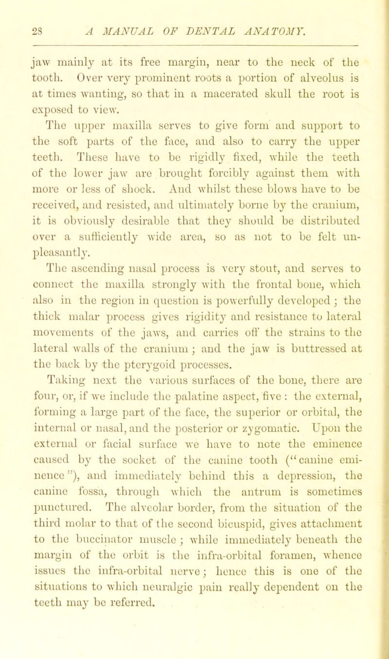 jaw mainly at its free margin, near to the neck of the tooth. Over A^ery prominent roots a portion of alveolus is at times wanting, so that in a macerated skull the root is exposed to view. The uj)per maxilla serves to give form and support to the soft parts of the face, and also to carry the upper teeth. These have to be rigidly fixed, Avhile the teeth of the lower jaw are brought forcibly against them Avith more or loss of shock. And Avhilst these blows haA^o to be received, and resisted, and ultimately borne by the cranium, it is obviously desirable that they should be distributed over a sufficiently Avide area, so as not to be felt un- pleasantly. The ascending nasal process is very stout, and serves to connect the maxilla strongly Avith the frontal bone, Avhich also in the region in question is powerfully developed ; the thick malar process gives rigidity' and resistance to lateral movements of the jaAvs, and carries off the strains to the lateral Avails of the cranium ; and the jaw is buttressed at the back by the pterygoid processes. Taking next the various surfaces of the bone, there are four, or, if Ave include the palatine aspect, five : the external, forming a large part of the face, the superior or orbital, the internal or nasal, and tlie posterior or zygomatic. Upon the external or facial surface Ave have to note the eminence caused bj^ the socket of the canine tooth (“canine emi- nence”), and immediately behind this a depression, the canine fossa, through Avhich the antrum is sometimes punctured. The alveolar border, from the situation of the third molar to that of the second bicuspid, gives attachment to the buccinator muscle ; Avhilc immediately beneath the margin of the orbit is tlie infra-orbital foramen, Avheuce issues the infra-orbital nerve; hence this is one of the situations to Avhich neuralgic pain really dependent on the teeth may be referred.