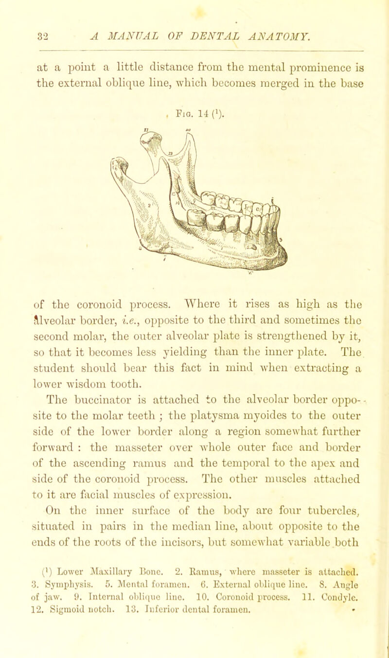 at a j^oiut a little distance from the mental prominence is the external oblique line, which becomes merged in the base . Fia. 14 ('). of the coronoid process. Where it rises as high as tlie IVlveolar border, f.e., opposite to the third and sometimes the second molar, the outer alveolar plate is strengthened by it, so that it becomes less yielding than the inner plate. The student should bear this fact in mind when extracting a lower wisdom tooth. The buccinator is attached to the alveolar border oppo- - site to the molar teeth ; the platysma myoides to the outer side of the lower border along a region somewhat further forward : the masseter over Avhole outer face and border of the ascending ramus and the temporal to the apex and side of the coronoid process. The other muscles attached to it are facial muscles of expression. On the inner surface of the body are four tubercles, situated in pairs in the median line, about opposite to the ends of the roots of the incisors, but somewhat variable both (') Lower Maxillary Lone. 2. llamus, where masseter is attached. 3. Symphysis. 5. Mental foramen. (5. External olilique line. 8. Angle of jaw. y. Internal ohli(iuc line. 10. Coronoid process. 11. Condyle. 12. Sigmoid notch. 13. Inferior dental foramen.