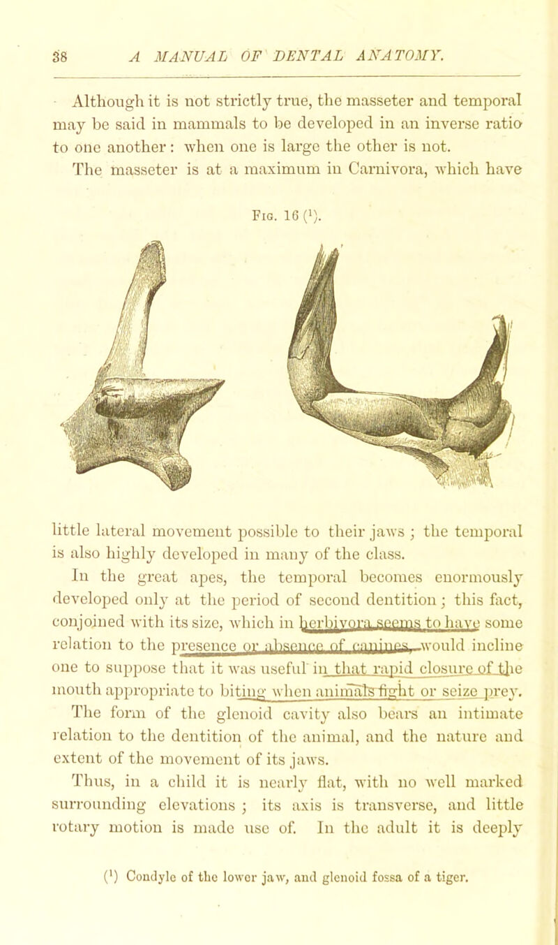 Although it is not strictly true, the masseter and temporal may be said in mammals to be developed in an invei'se ratio to one another: when one is large the other is not. The masseter is at a maximum in Carnivoi'a, which have Fig. 16 0). little lateral movement possible to their jaws ; the temporal is also highly developed in many of the class. In the great apes, the temporal becomes enormously develojjed only at the period of second dentition; this fact, conjoined with its size, which in herlpvora seems to have some relation to the presence or abseupp of f.nuinpR _\vnn1d incline one to suppose that it was useful in that rapid closure of tlie mouth appropriate to biting when aninmfetight or seize prey. The form of the glenoid cavity also beare an intimate relation to the dentition of the animal, and the nature and extent of the movement of its jaws. Thus, in a child it is nearly flat, with no well marked surrounding elevations ; its axis is transverse, and little rotary motion is made use of. In the adult it is deeply (') Condyle of the lower jaw, and glenoid fossa of a tiger.