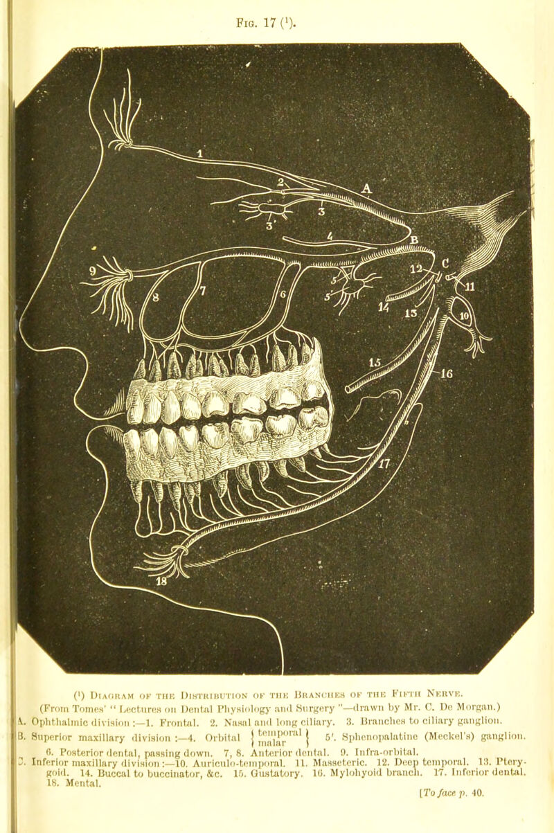 Fro. 17 ('). (•) Diahuam ok Tin-: Dihtkiih’TIon of Tin-: liKANciiHS ok Tin-: KibTii Nkhvi-:. (From Tomes’ “ Lectures lui DeiituI IMiysioIogj' iumI SiirKcry ”—drawn by Mr. C. Do Morgan.) V. Ophthalmic division I. Frontal. ‘2. Nasal and long ciliary. 3. Hranchcs to ciliary ganglion. B. Superior maxillury ilivisioii 4. Orl)il<il j [,™i',’ir''‘‘' | 5'. Sphciiopaliitiiie (Meckol'.s) gmiKlioti. (1. Posterior dental, passing down. 7,8. Anterior dcidal. 1). Tnfra-nrbital. Inferior maxillary flivision10. Auricid<i*temi)oral. 11. Masseteric. 1‘2. Diicp temporal. 111. Ptory- goifl. 14. liuccid to buccinat<ir, &c. 15. Gustatory. 10. Mylohyoi<l branch. 17. Inferior denUl. I 18. Mental. I [To face. p. 40.