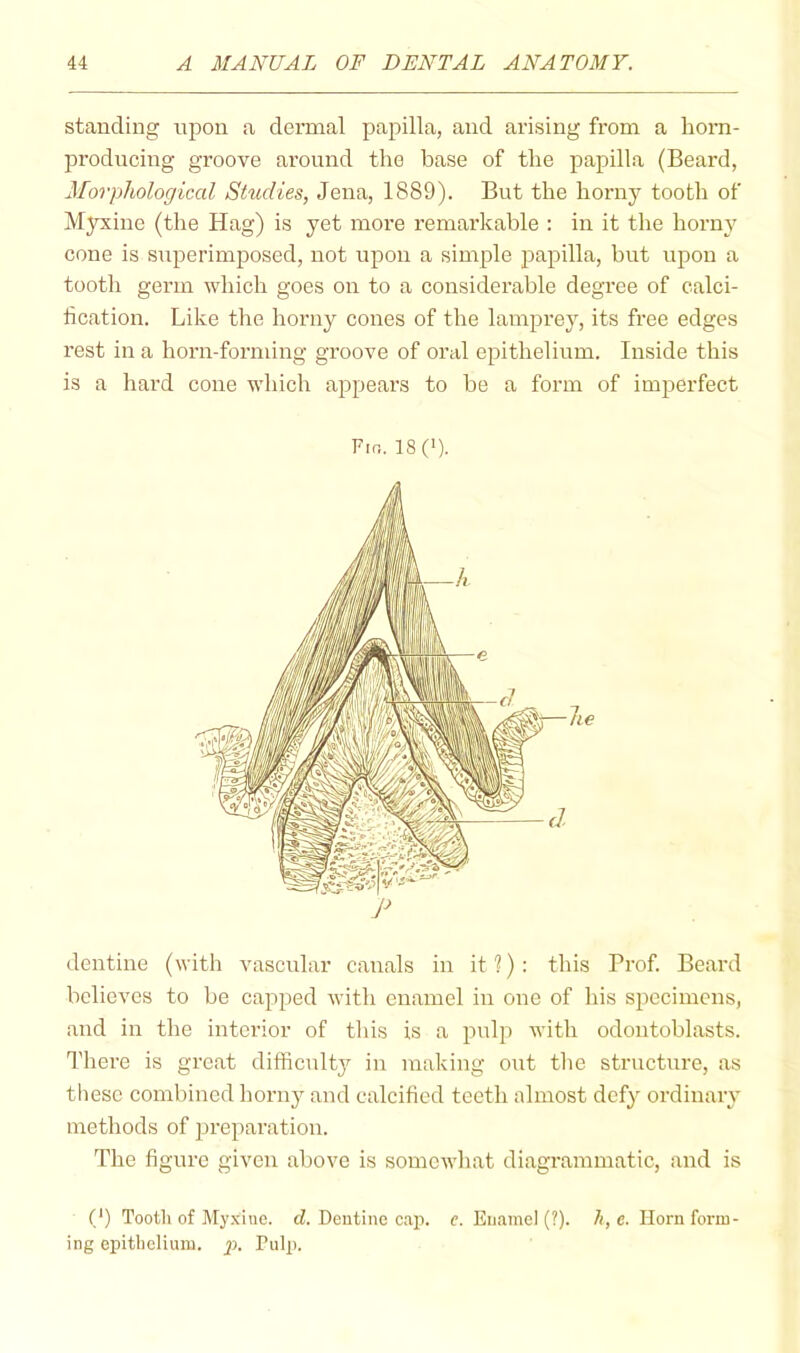 standing upon a dermal papilla, and arising from a horn- producing groove around the base of the papilla (Beard, Morphological Studies, Jena, 1889). But the horny tooth of Myxine (the Hag) is yet more remarkable : in it the horny cone is siiperimposed, not upon a simple papilla, but upon a tooth germ which goes on to a considerable degree of ealci- hcation. Like the horny cones of the lamprey, its free edges rest in a horn-forming groove of oral epithelium. Inside this is a hard cone which appears to be a form of imperfect Fir.. 18(>). dentine (with vascular canals in it?): this Prof. Beard believes to be capped with enamel in one of his specimens, and in the interior of this is a pulp with odontoblasts. There is great difficulty in making out the structure, as these combined horii}’^ and calcified teeth almost defy ordinary methods of preparatioir. The figure given above is somewhat diagrammatic, and is (') Tooth of My.Xiue. cf. Dentine caj). c. Enamel (?). li,e. Horn form- ing opitliclium. jj. Pulp.