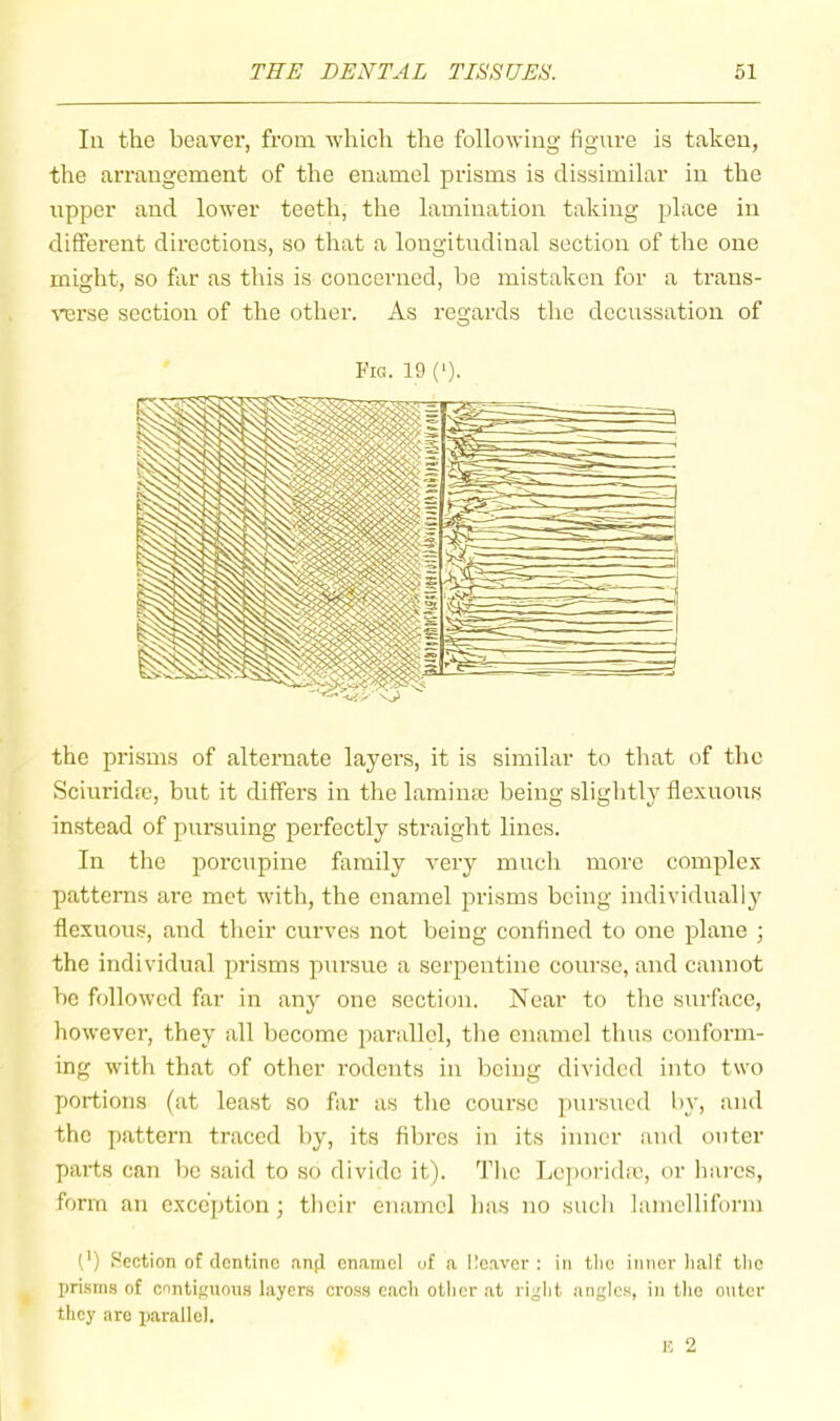 In the beaver, from which the following figure is taken, the arrangement of the enamel prisms is dissimilar in the upper and lower teeth, the lamination taking place in different directions, so that a longitudinal section of the one might, so far as this is concerned, be mistaken for a trans- TCrse section of the other. As regards the decussation of the prisms of alternate layers, it is similar to that of the Sciuridte, bnt it differs in the lamina; being slightly flexnons instead of pm-suing perfectly straight lines. In the porcupine family very much more complex patterns are met with, the enamel prisms being individually flexnons, and their curves not being confined to one plane ; the individual prisms pursue a serpentine course, and cannot be followed far in any one section. Near to the surface, however, they all become parallel, the enamel thus conform- ing with that of other rodents in being divided into two portions (at lea.st so far as the course pursued by, and the pattern traced by, its fibres in its inner and onter parts can bo said to so divide it). Tlie Leporidic, or hares, form an exception ; tbeir enamel has no sucli lamellifurm (') f-'ection of dentine .mfl enamel of a Heaver : in tlic inner half tlie prisma of contiguous layers cross each otlier at right anglc.s, in the outer they are parallel.