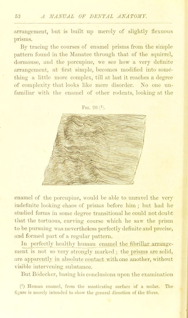 arrangomeiit, but is built up merely of slightly flexuous prisms. By tracing the courses of enamel prisms from the simj^le pattern found in the ^Manatee through that of the squirrel, dormouse, and the porcupiire, Ave see how a very definite arrangement, at first simjde, becomes modified into some- thing a little more complex, till at last it reaches a degree of complexity that looks like mere disorder. No one un- familiar with the enamel of other rodents, looking at the Fio. 20 (1). enamel of the porcupine, would be able to unravel the very indefinite looking chaos of prisms before him ; but had he studied forms in some degree transitional he could not doubt that the tortuous, curving course which he saAv the prism to be pursuing was nevertheless perfectly definite and iDrecise, and formed part of a regular pattern. In jJerfectly healthy hAiman enamel the fibrillar ai'rauge- ment is not so very strongly marked ; the prisms are solid, are apparently in absolute contact with one another, without visible intervening substance. But Bodeckei', basing his conclusions upon the examination (') Hiiimui cnuiiicl, from the masticating surface of a molar. The figure is merely intended to show the general direction of the fibres.