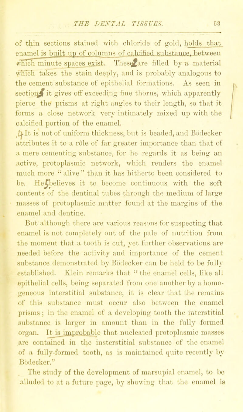 of thin sections stained with chloride of gold, holds that enamel is built up of colnmns_of calcified siybstance, between ivhldi minute spaces exist ^Phesglfare filled by a material u’hrch takes the stain deeply, and is probably analogous to the cement substance of epithelial formations. As seen in sectiorj^ it gives off exceeding fine thorns, which apparently pierce the prisms at right angles to their length, so that it forms a close network very intimately mixed up with the calcified portion of the enamel. i^It is not of uniform thickness, but is beaded, and Biidecker attributes it to a role of far greater importance than that of a mere cementing substance, for he regards it as being an active, protoplasmic network, which renders the enamel much more “ alive ” than it has hitherto been considered to be. He^yelieves it to become continuous with the soft contents of the dentinal tubes through the medium of large masses of protoplasmic matter found at the margins of the enamel and dentine. But although there are various reasons for suspecting that enamel is not complctelj^ out of the pale of nutrition from the moment that a tooth is cut, yet furtlier observations are needed before the activity and importance of the cement substance demonstrated by Biidecker can be held to be fully established. Klein remarks that “ the enamel cells, like all epithelial cells, being separated from one another by a homo- geneous interstitial substance, it is clear that the remains of this substance must occyir also between the enamel prisms ; in the enamel of a developing tooth the interstitial substance is larger in amount than in the fully formed organ. IJ^ improbable that nucleated ])roto])lasmic masses arc contained in the insterstitial snl)stance of tlie enamel of a fully-formed tooth, as is maintained cpiite recently by Bbdcckcr.” The study of the development of marsupial enamel, to be alluded to at a future page, by showing tliat the enamel is