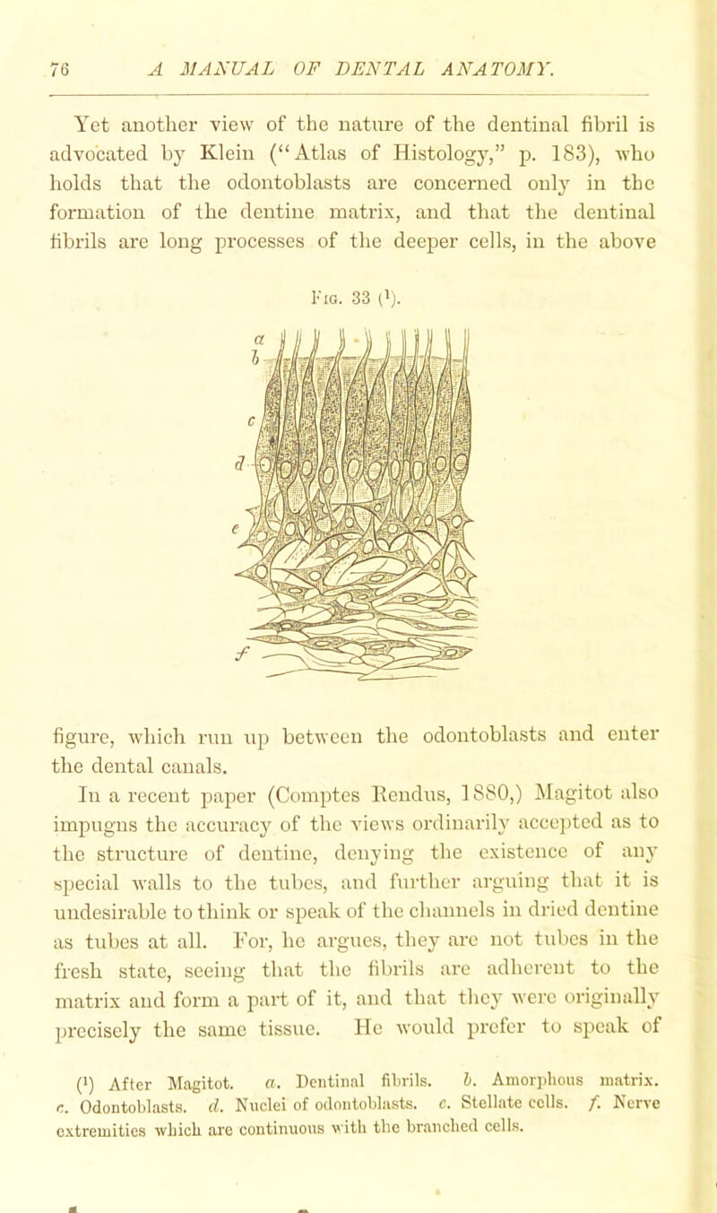 Yet another view of the nature of the dentinal fibril is advocated by Klein (“Atlas of Histology,” p. 183), who holds that the odontoblasts are concerned only in the formation of the dentine matrix, and that the dentinal fibrils are long processes of the deeper cells, in the above Fig. 33 (i). figure, which run up between the odontoblasts and enter the dental canals. In a recent paper (Comptes Eendus, 1880,) Magitot also impugns the accuracy of the views ordinarily accejited as to the structure of dentine, denying the existence of any special walls to the tubes, and further arguing that it is undesirable to think or speak of the channels in dried dentine as tubes at all. For, he argues, they are not tubes in the fresh state, seeing that the fibrils are adherent to the matrix and form a part of it, and that they were originally jjrecisely the same tissue. He would prefer to speak of (’) After Magitot. a. Dentinal filirils. h. Amorplious matri.x. c. Odontolilasts. cl, Nuclei of odontoblasts, c. Stellate cells, f. Nerve extremities wliicli are continuous vitli tlie branched cells.