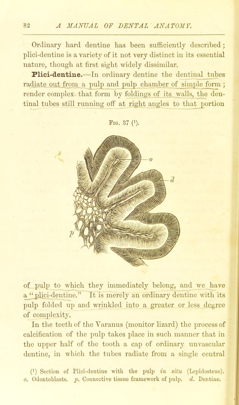 Ordinary hard dentine has been sufficiently described; plici-dentine is a variety of it not very distinct in its essential nature, though at first sight widely dissimilar. Plici-dentine.—^In ordinary dentine the dentinal tubes racUate outj’rom a pulp and pulp chamber of simple form; render complex- that form by foldings of its walls, the den- tinal tubes still running off at right angles to that portion Fio. 37 (>). of pulp to which they immediately belong, and we have a^ “^plici-der^ie. ” It is merely an ordinary dentine with its pulp folded up and wrinkled into a greater or less dcgx'ce of complexity. In the teeth of the Varanus (monitor lizard) the process of calcification of the pulp takes place in such manner that in the upper half of tlie tooth a cap of ordinary unvascular dentine, in which the tubes radiate from a single central (*) (*) Section of riici-dentine with the pulp in sUu (Lopidosteus). 0. Odontoblasts, p. Connective tissue framework of pulp. d. Dentine.