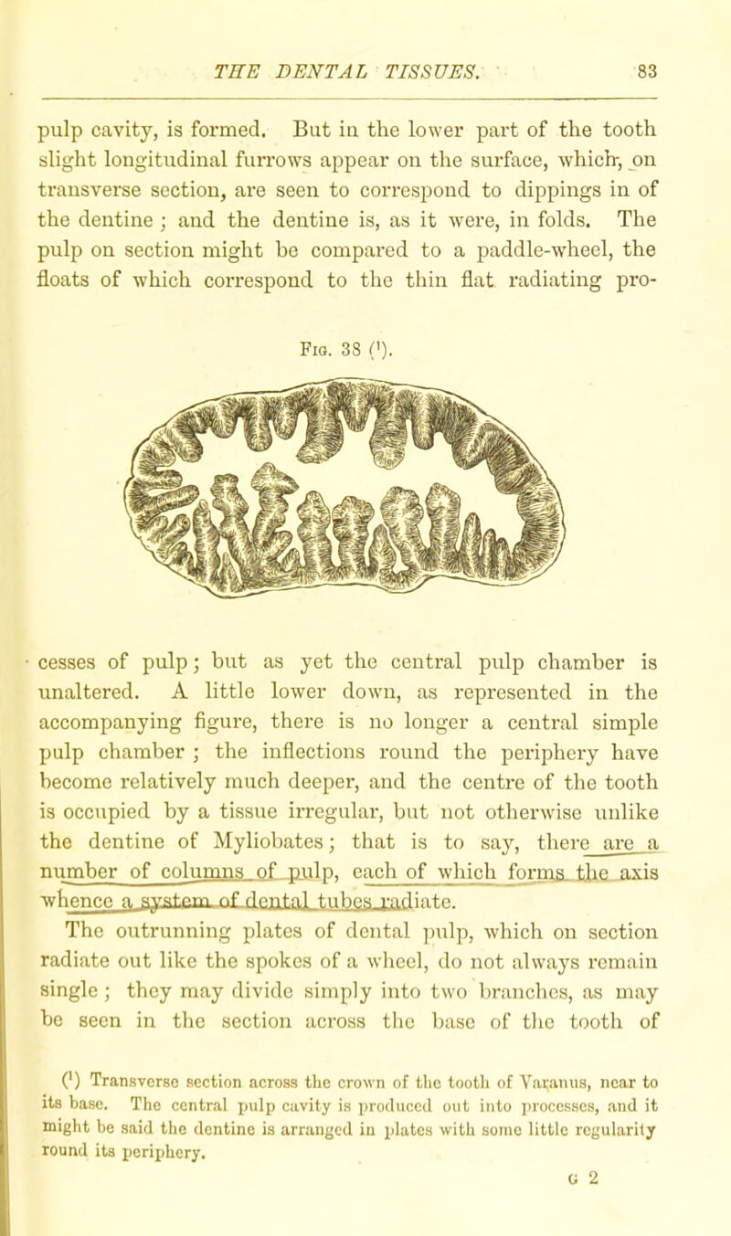 pulp cavity, is formed. But in the lower part of the tooth slight longitudinal furrows appear on the surface, which-, on transverse section, are seen to correspond to dippings in of the dentine ; and the dentine is, as it were, in folds. The pulp on section might be compared to a paddle-wheel, the floats of which correspond to the thin flat radiating pro- Fio. 38 ('). cesses of pulp; but as yet the central pulp chamber is unaltered. A little lower down, as represented in the accompanying figure, there is no longer a central simple pulp chamber ; the inflections round the periphery have become relatively much deeper, and the centre of the tooth is occupied by a tissue irregular, but not otherwise unlike the dentine of Myliobates; that is to say, there are a number of columns of nuln. each of which forn;s_tlic axis The outrunning plates of dental pulp, which on section radiate out like the spokes of a wheel, do not always remain single ; they may divide simply into two branches, as may be seen in the section across the base of the tooth of (’) Transverse section across the crown of the tootli of Vai;anus, near to its base. The central pulp cavity is produced out into processes, and it might be said the dentine is arranged iu plates with some little rcgularily round its periphery. G 2