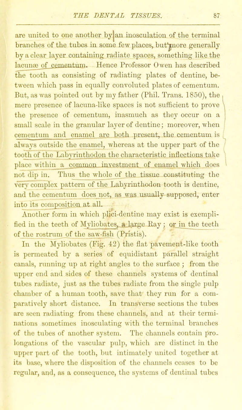 are united to one another byjan inosculation of the terminal branches of the tubes in some few places, but*piore generally by a clear layer containing radiate spaces, something like the lacunoe of eementum. Hence Professor Owen has described the tooth as consisting of radiating plates of dentine, be- tween which pass in equally convoluted plates of cementum. But, as was pointed out by my father (Phil. Trans. 1850), the mere presence of lacuna-like spaces is not sufficient to prove the presence of cementum, inasmuch as they occur on a small scale in the granular layer of dentine; moreover, when cementum and enaniel are both present, the cementum is always outside the enamel, whereas at the upper part of the tooth of the Labyrinthodon the characteristic inflections take place within a c^najQaQP_.in.vestment. of enamel which does not dip in. Thus the whole_of the tissue constituting the very complex pattern of the Labyrinthodon tooth is dentine, and the cementum does not, as .was usually supposed, enter into its compos^on at all. Another form in which plici-dentine may exist is exempli- fied in the teeth of Myliobates, a large Bay; or in the teeth of tlm rostrum of the ^_w-fish (Pristis). In the Myliobates (Fig. 42) the flat pavement-like tooth is permeated by a series of equidistant parallel straight canals, running up at right angles to the surface ; from the upper end and sides of these channels systems of dentinal tubes radiate, just as the tubes radiate from the single pulp chamber of a human tooth, save that they run for a com- paratively short distance. In transverse sections the tubes are seen radiating from these channels, and at their termi- nations sometimes inosculating with the terminal branches of the tubes of another system. The channels contain pro- longations of the vascular pulj), which are distinct in tlic upper part of the tooth, but intimately united together at its base, where the disposition of the channels ceases to be regular, and, as a consequence, the systems of dentinal tubes