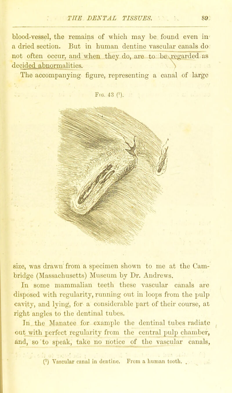 blood-vessel, the remains of which may be found even iii' a dried section. But in human dentine vascular canals do not often occur, and when they do, are to be\i‘egardedms decided abnormalities. ) The accompanying figure, representing a canal of large Fto. 43 (’). size, was drawn from a specimen shown to me at the Cam- bridge (Massachusetts) Museum by Dr. Andrews. In some mammalian teeth these vascular canals are disposed with regularity, running out in loops from the pulp cavity, and lying, for a considerable jjart of their course, at right angles to the dentinal tubes. In the Manatee for example the dentinal tubes radiate out with perfect regularity from the central pulp chamber, and, so to speak, take no notice of the vasciilar canals, (') Vascular canal in dentine. From a Iniinan tooth. .