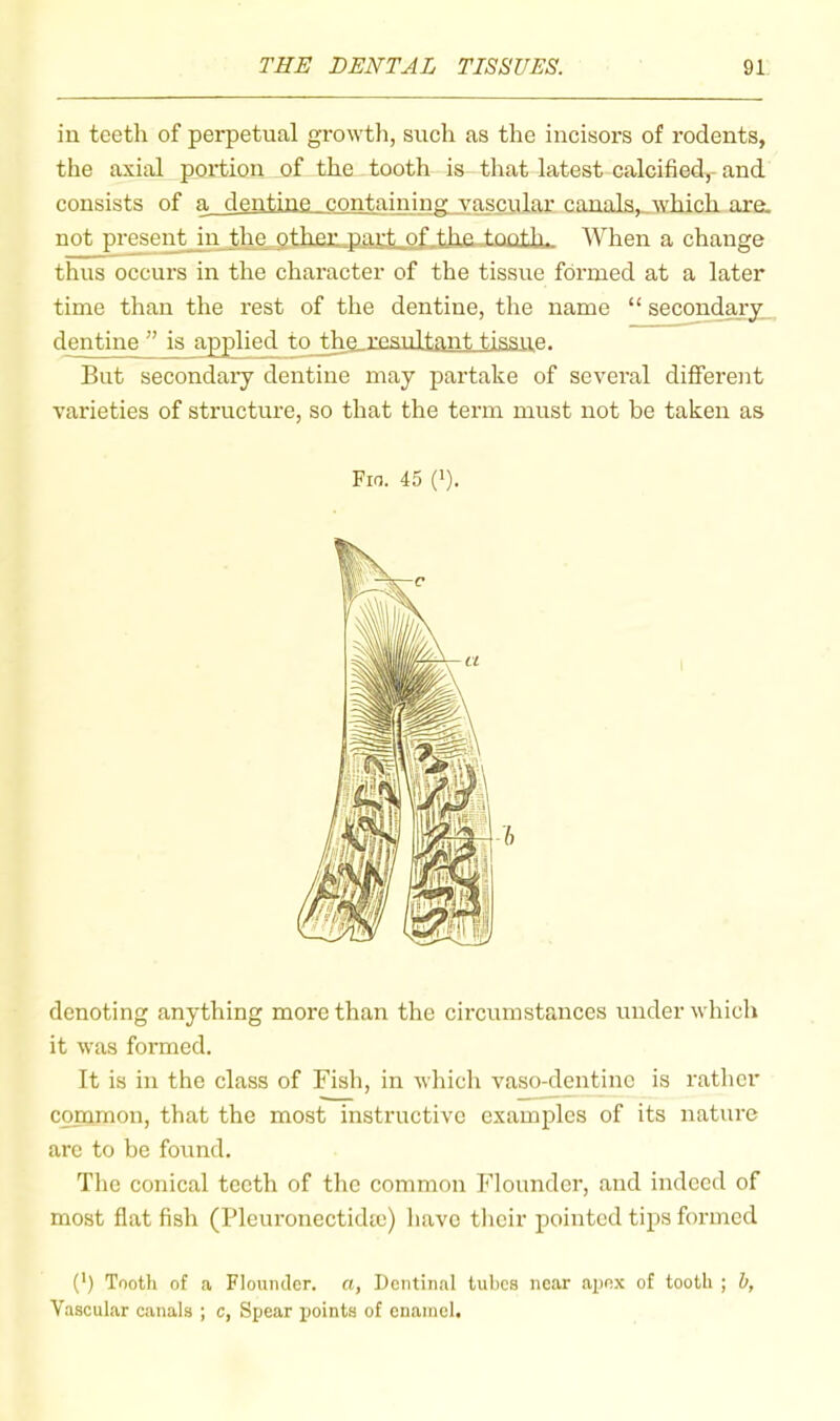 in teeth of perpetual growth, such as the incisors of rodents, the axial poi'tion of the tooth is that latest calcified,- and consists of a dentine containing vascular canals,^which are. not presei^n the other-part of the, tnnffi. When a change thus occurs in the character of the tissue formed at a later time than the rest of the dentine, the name “ secondm^. dentine ” is applied to the resultant tissue. But secondaiy dentine may partake of several different varieties of structure, so that the term must not be taken as Fio. 45 (1). denoting anything more than the circumstances under which it was formed. It is in the class of Fish, in whicli vaso-dentinc is rather conamon, that the most instructive examples of its nature arc to be found. The conical teeth of the common Flounder, and indeed of most flat fish (Pleuronectidte) have their pointed tips formed (') Tooth of a Flounder, a, Dentinal tubes near apex of tooth ; b, Vascular canals ; c, Spear points of enamel.