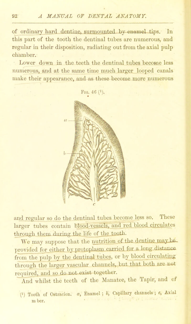 of ordinary hard dentine, Riivmnimtpd hy-Awi4¥>p.LtipR. In this part of the tooth the dentinal tubes are numerous, and regular in their disposition, radiating out from the axial pulp chamber. Lower down in the teeth the dentinal tubes become less numerous, and ajt the same time much larger__looped canals make their appearance, and as these become more numerous Fig. 46 (')■ and regular so do the dentinal tubes become less so. These larger tubes contain blopd^yesselej and re_d_ blood circulates through them dunng_the_hfe_ o^the_tOfltii. We may suppose that the nutrition_o£ the dcntjue.liiaydifi- provided for either by protoplasm carried for a long distance from the pulp by the dentinal tubes, or by blood circulating through the larger vascular channels, but that both are not required, and so do not exist together. And whilst the teeth of the Manatee, the Tapir, and of (>) Tooth of Ostiacion. a, Enamel ; h, Capillary channels ; c. Axial m her.