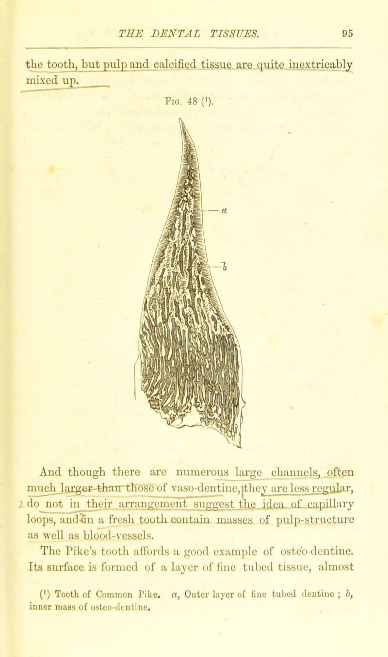 the tooth, but pulp and calcified tissue are..quite„inextricably mixed up, Fia. 48 ('). And though there are numerous large channels, often much_lflxgeF-than~thosc of vaso-dentine,[thcy .am less regular, i do not ill their arrangement suggest tlie idea of eapiUaiy loops, andin a fresh tooth coutaiu masses of pulp-structure as well as blood-vessels. The Pike’s tooth aft'ords a good example of osteo-dentine. Its surface is formed of a layer of fine tubed tissue, almost (') Tooth of Common Pike, a, Outer layer of fine tubed dentine ; b, inner mass of osteo-dtntine.