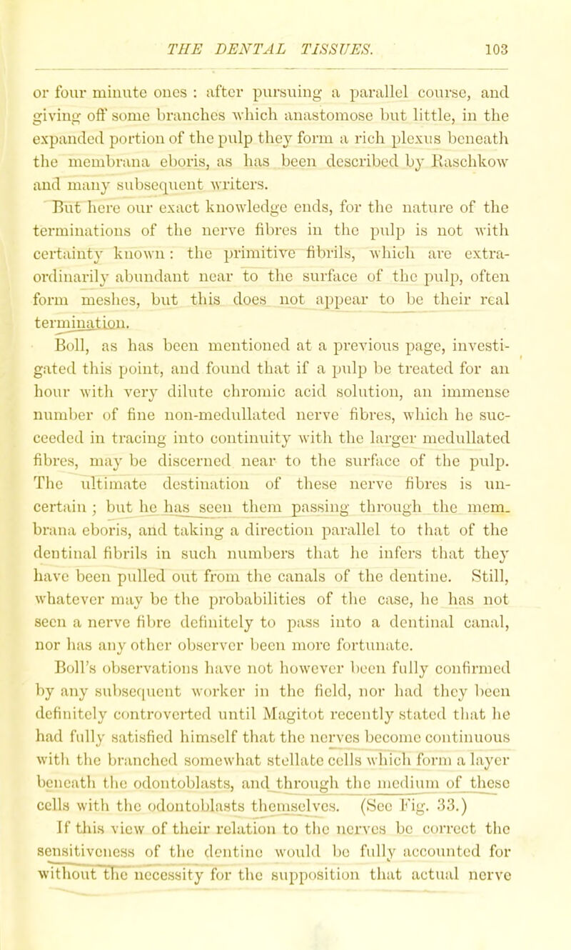 or four minute ones ; after pursuing a parallel course, and giving of}' some branches which anastomose but little, in the expanded portion of the pulp they form a rich plexus bcneatli the membrana eboris, as has been described by Raschkow and many subsequent writers. But here our exact knowledge ends, for the nature of the terminations of the nerve fibres in the pulp is not with certainty known: the primitive fibrils, which are extra- ordinarily abundant near to the surface of the pulp, often form meshes, but this does not appear to be their real termination. Boll, as has been mentioned at a previous page, investi- gated this point, and found that if a pulp be treated for an hour with very dilute chromic acid solution, an immense number of fine non-medullatcd nerve fibres, which he suc- ceeded in tracing into continuity with the larger medullated fibres, may be discerned near to the surface of the pidp. The ultimate destination of these nerve fibres is un- certain ; but he has seen them passing through the mem. brana eboris, and taking a direction parallel to that of the dentinal fibrils in such numbers that he infers that they have been pulled out from the canals of the dentine. Still, whatever may be the probabilities of the case, he has not seen a nerve fibre definitely to pass into a dentinal canal, nor has any other observer been more fortunate. Boll’s observations have not however been fully confirmed by any subsef[ucnt worker in the field, nor had they been definitely controverted until Magitot recently stated that he had fully satisfied himself that the nerves become continuous with the branched somewhat stellate cells which form a layer beneath the odontoblasts, and through the medium of these cells with the odontoblasts themselves. (Sec Rig. 33.) If tliis view of their relation to the nerves be correct the sensitiveness of the dentine would be fully accounted for without the necessity for the supposition that actual nerve