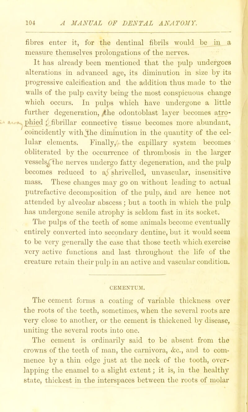 fibres enter it, for the dentinal fibrils -would be in a measure themselves prolongations of the nerves. It has already been mentioned that the pulp undergoes alterations in advanced age, its diminution in size by its progressive calcification and the addition thus made to the walls of the pulp cavity being the most conspicuous change which occurs. In pulps which have undergone a little further degeneration, >the odontoblast layer becomes atro- phied ^fibrillar connective tissue becomes more abundant, coincidently with^he diminution in the quantity of the cel- lular elements. Finally,^ the capillary system becomes obliterated by the occurrence of thrombosis in the larger vessels^the nerves undergo fatty degeneration, and the pulp becomes reduced to aj shrivelled, unvascular, insensitive mass. These changes may go on Avithout leading to actual putrefactive decomposition of the pulp, and are hence not attended by alveolar abscess; but a tooth in Avhich the pulp has undergone senile atrophy is seldom fast in its socket. The pulps of the teeth of some animals become eventuallj entirely converted into secondary dentine, but it Avould seem to be very generally the case that those teeth which exercise very active functions and last throughout the life of the creature retain their i^ulp in an active and vascular condition. CEMENTUJI. The cement forms a coating of variable thickness over the roots of the teeth, sometimes, when the several roots are very close to another, or the cement is thickened by disease, uniting the several roots into one. The cement is ordinarily said to be absent from the crowns of the teeth of man, the carnivora, etc., and to com- mence by a thin edge just at the neck of the tooth, over- lapping the enamel to a slight extent; it is, in the healthy state, thickest in the interspaces between the roots of molar