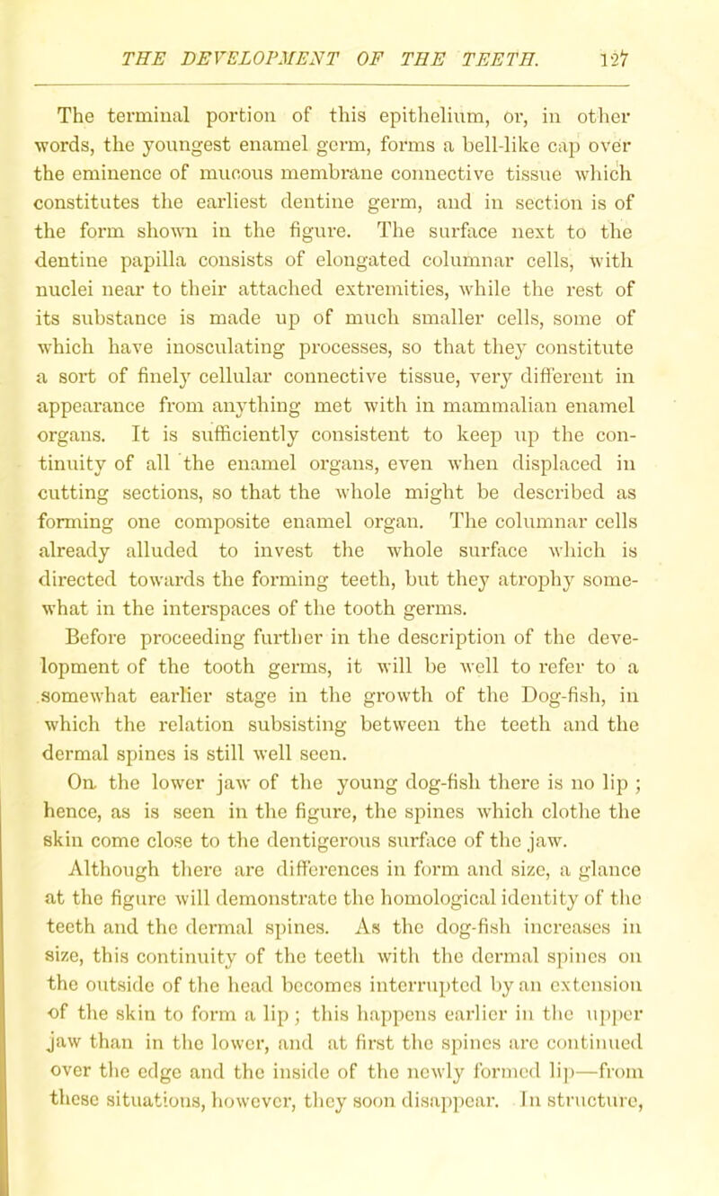 The terminal portion of this epithelium, or, in other words, the youngest enamel germ, forms a bell-like cap over the eminence of mucous membrane connective tissue which constitutes the earliest dentine germ, and in section is of the form shown in the figure. The surface next to the dentine papilla consists of elongated columnar cells, with nuclei near to their attached extremities, while the rest of its substance is made up of much smaller cells, some of which have inosculating processes, so that they constitute a sort of finely cellular connective tissue, very difi'erent in appearance from anything met with in mammalian enamel organs. It is sufficiently consistent to keep up the con- tinuity of all the enamel organs, even when displaced in cutting sections, so that the whole might be described as forming one composite enamel organ. The columnar cells already alluded to invest the whole surface which is directed towards the forming teeth, but they atrophy some- what in the interspaces of the tooth germs. Before proceeding further in the description of the deve- lopment of the tooth germs, it will be well to refer to a somewhat earlier stage in the growth of the Dog-fish, in which the relation subsisting between the teeth and the dermal spines is still well seen. Ou the lower jaw of the young dog-fish there is no lip ; hence, as is seen in the figure, the spines wdrich clothe the skin come close to the dentigei’ous surface of the jaw. Although there are differences in form and size, a glance at the figure will demonstrate the homological identity of the teeth and the dermal spines. As the dog-fish increases in size, this continuity of the teeth with the dermal spines on the outside of the head becomes interrupted by an extension of the skin to form a lip; this happens earlier in the upper jaw than in the lower, and at first the spines arc continued over the edge and the inside of the newly formed lip—from these situations, however, they soon disappear. In structure.