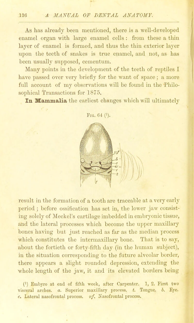 As has already been mentioned, there is a well-developed enamel organ with large enamel cells : from these a thin layer of enamel is formed, and thus the thin exterior layer upon the teeth of snakes is true enamel, and not, as has been usually supposed, cementum. Many points in the development of the teeth of reptiles I have passed over very briefly for the want of space; a more full account of my observations will be found in the Philo- sophical Transactions for 1875, In Mammalia the earliest changes which will iiltimately result in the formation of a tooth are traceable at a very early period ; before ossification has set in, the lower jaw consist- ing solely of Meckel’s cartilage imbedded in embryonic tissue, and the lateral processes which become the upper maxillary bones having but just reached as far as the median process which constitutes the intermaxillary bone. That is to say, about the fortieth or forty-fifth day (in the human subject), in the situation corresponding to the future alveolar border, there appears a slight rounded depression, extending the whole length of the jaw, it and its elevated borders being (') Embyro at end of fifth week, after Cai-penter. 1, 2. Firet two visceral ai’ches. a. Superior maxillary process, t. Tongue, b. Eye. c. Lateral nasofrontal process, oif. Nasofrontal process. Fig. 64 (').