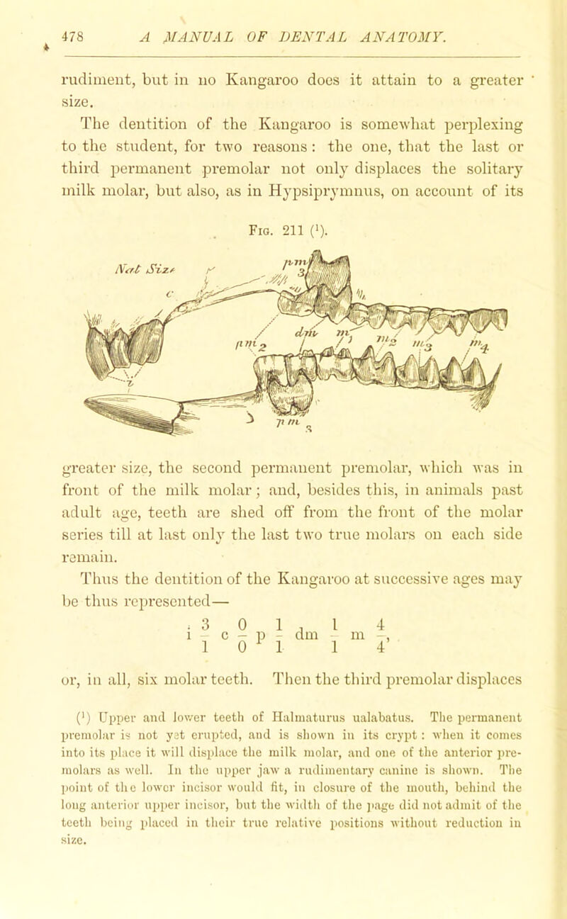 * rudiment, but in no Kangaroo does it attain to a greater size. The dentition of the Kangaroo is somewhat perplexing to the student, for two reasons : the one, that the last or third permanent premolar not only displaces the solitary milk molar, but also, as in Hypsiprymnus, on account of its Fig. 211 (>). greater size, the second permanent premolar, which was in front of the milk molar; and, besides this, in animals past adult age, teeth are shed off from the front of the molar series till at last only the last two true molars on each side remain. Thus the dentition of the Kangaroo at successive ages may be thus represented— .3 0 1 1 1 1 - c - p - dm 1 0 M 1 m 4 4’ or, in all, six molar teeth. Then the third premolar displaces (') Upper ami lower teeth of Halinaturus ualabatus. The permanent premolar i« not yet erupted, and is shown in its crypt: when it comes into its place it will displace the milk molar, and one of the anterior pre- molars as well. In the upper jaw a rudimentary canine is shown. The point of the lower incisor would fit, in closure of the mouth, behind the long anterior i^jper incisor, but the width of the jiage did not admit of the teeth being placed in their true relative positions without reduction in size.