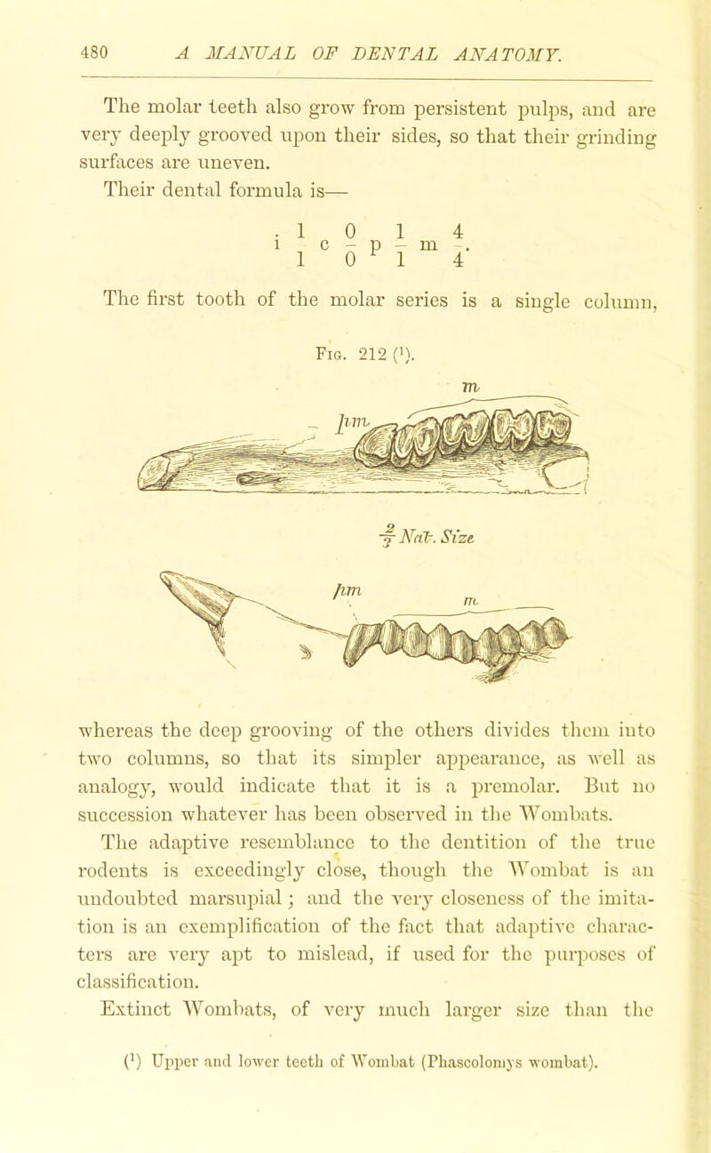 The molar teeth also grow from persistent pulps, and are very deeply grooved upon their sides, so that their grinding surfaces are uneven. Their dental formula is— . 1 1 c 1 0 1 - p — m 0 ^ 1 4 4' The first tooth of the molar series is a single column. Fig. 212 (>). m whereas the deep grooving of the others divides them into two columns, so that its simpler appearance, as well as analogy, would indicate that it is a premolar. But no succession whatever has been observed in the Wombats. The adaptive resemblance to the dentition of the true rodents is exceedingly close, though the Wombat is an undoubted marsupial; and the veiy closeness of the imita- tion is an exemplification of the fact that adaptive charac- ters are very apt to mislead, if used for the purposes of classification. Extinct AVombats, of very much larger size tlian the (') Upper and lower tcetli of AVombat (Phascoloniys wombat).