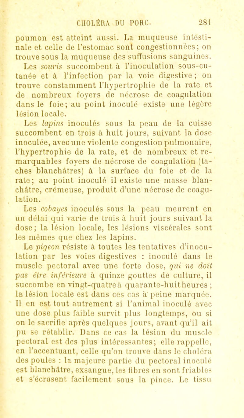 poumon est atteint aussi. La muqueuse intesti- nale et celle de l'estomac sont congestionnées ; on trouve sous la muqueuse des suffusions sanguines. Les souris succombent à l'inoculation sous-cu- tanée et à l'infection par la voie digestive ; on trouve constamment l'hypertrophie de la rate et de nombreux foyers de nécrose de coagulation dans le foie; au point inoculé existe une légère lésion locale. Les lapins inoculés sous la peau de la cuisse succombent en trois à huit jours, suivant la dose inoculée, avec une violente congestion pulmonaire, l'hypertrophie de la rate, et de nombreux et re- marquables foyers de nécrose de coagulation (ta- ches blanchâtres) à la surface du foie et de la rate; au point inoculé il existe une masse blan- châtre, crémeuse, produit d'une nécrose de coagu- lation. Les cobayes inoculés sous la peau meurent en un délai qui varie de trois à huit jours suivant la dose; la lésion locale, les lésions viscérales sont les mêmes que chez les lapins. Le pigeon résiste à toutes les tentatives d'inocu- lation par les voies digestives : inoculé dans le muscle pectoral avec une forte dose, qui m doit pas être inft'rieure à quinze gouttes de culture, il succombe en vingt-quatre à quarante-huitheures ; la lésion locale est dans ces cas à peine marquée. Il en est tout autrement si l'animal inoculé avec une dose plus faible survit plus longtemps, ou si on le sacrifie après quelques jours, avant qu'il ait pu se rétablir. Dans ce cas la lésion du muscle pectoral est des plus intéressantes; elle rappelle, en l'accentuant, celle qu'on trouve dans le choléra des poules : la majeure partie du pectoral inoculé est blanchâtre, exsangue, les fibres eu sont friables et s'écrasent facilement sous la pince. Le tissu
