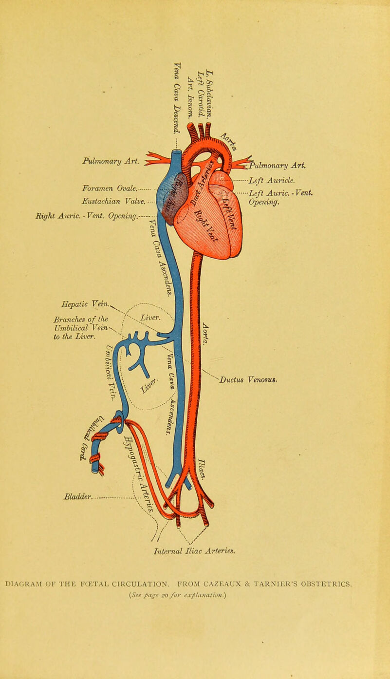 Art. ■Left Auricle. Left Auric. - Vent. Opening. 'Ductus Venosus. Bladder. Internal Iliac Arteries. bih Hepatic Branches of the Umbilical Vein to the Liver. Pulmonary Art. Foramen Ovale. Eustachian Valve. Right Auric. - Vent. Opening DIAGRAM OR THE FRETAL CIRCULATION. FROM CAZEAUX & TARN!HR'S OBSTETRICS. {See page 20 for explanation.)