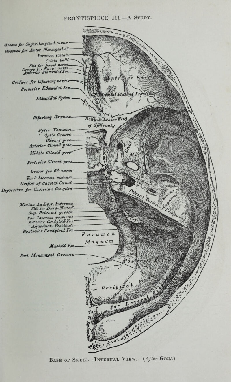 Groove for Super, hmcpitud. Sinus Grooves for Avtvr M^vgfalA^r Foramen Cceetim. C risLa. Colli Slit for Nusa-l nerve. Groove foVJff^a^fffrv’fr JLntcrLOT Ethmoidal Jtor. Orifices for Olfactory nerve Posterior Ethmoidal Eon Ethmoidal Spirt* Olfactory Grooves- Optio Toravu&t • Optic Groove-- Olivary proe> Anterior Clirurid proa Middle CLi.turid proc Posterior Clineal pnroo. Groove for (?A k&tub For A laeerun viedvim-. Ovi-ficz of Carotid Cental Depression for Career Lan Ganglion Meatus Auditor. Interims Slit for DurA-Mate f- Sup. Petrosal groove For laeeruon posterms Anterior CondyloidFon ' Ae^ ueduct. VestibuJi Pastor tor Condyloid Fan Mastoid Fox Post. Meiu/ufUKil Grooves.