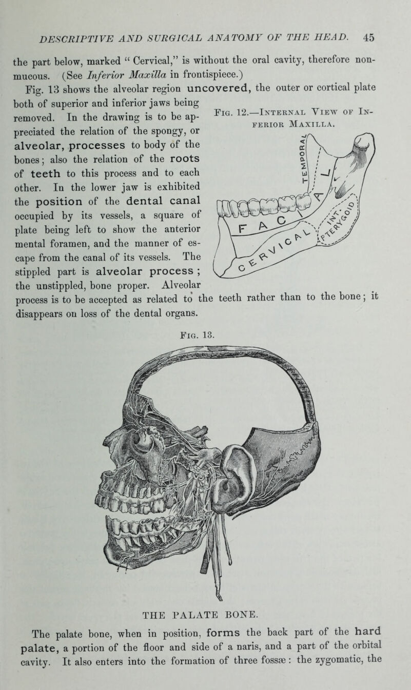 the part below, marked “ Cervical,” is without the oral cavity, therefore non- mucous. (See Inferior Maxilla in frontispiece.) Fig. 13 shows the alveolar region uncovered, the outer or cortical plate both of superior and inferior jaws being removed. In the drawing is to be ap- preciated the relation of the spongy, or alveolar, processes to body of the bones; also the relation of the roots of teeth to this process and to each other. In the lower jaw is exhibited the position of the dental canal occupied by its vessels, a square of plate being left to show the anterior mental foramen, and the manner of es- cape from the canal of its vessels. The stippled part is alveolar process ; the unstippled, bone proper. Alveolar process is to be accepted as related to the teeth rather than to the bone; it disappears on loss of the dental organs. Fig. 13. THE PALATE BONE. The palate bone, when in position, forms the back part of the hard palate, a portion of the floor and side of a naris, and a part of the orbital cavity. It also enters into the formation of three fossae : the zygomatic, the Fig. 12.—Internal View of In- ferior Maxilla.