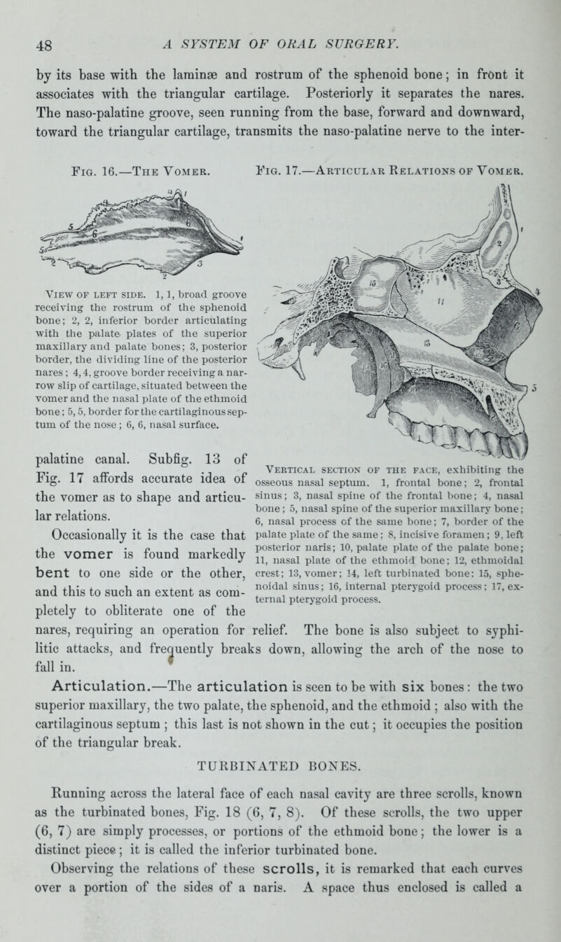 by its base with the laminae and rostrum of the sphenoid bone; in front it associates with the triangular cartilage. Posteriorly it separates the nares. The naso-palatine groove, seen running from the base, forward and downward, toward the triangular cartilage, transmits the naso-palatine nerve to the inter- Fig. 16.—The Vomer. Pig. 17.—Articular Relations of Vomer. View of left side. 1,1, broad groove receiving the rostrum of the sphenoid bone; 2, 2, inferior border articulating with the palate plates of the superior maxillary and palate bones; 3, posterior border, the dividing line of the posterior nares; 4,4, groove border receiving a nar- row slip of cartilage, situated between the vomer and the nasal plate of the ethmoid bone; 5,5, border for the cartilaginous sep- tum of the nose; 6, 6, nasal surface. palatine canal. Subfig. 13 of Fig. 17 affords accurate idea of the vomer as to shape and articu- lar relations. Occasionally it is the case that the vomer is found markedly bent to one side or the other, and this to such an extent as com- pletely to obliterate one of the nares, requiring an operation for Vertical section of the face, exhibiting the osseous nasal septum. 1, frontal bone; 2, frontal sinus; 3, nasal spine of the frontal bone; 4, nasal bone; 5, nasal spine of the superior maxillary bone: 6, nasal process of the same bone; 7, border of the palate plate of the same; 8, incisive foramen; 9, left posterior naris; 10, palate plate of the palate bone; 11, nasal plate of the ethmoid bone; 12, ethmoidal crest; 13, vomer; 14, left turbinated bone: 15, sphe- noidal sinus; 16, internal pterygoid process; 17, ex- ternal pterygoid process. relief. The bone is also subject to syphi- litic attacks, and frequently breaks down, allowing the arch of the nose to fall in. Articulation.—The articulation is seen to be with six bones: the two superior maxillary, the two palate, the sphenoid, and the ethmoid ; also with the cartilaginous septum ; this last is not shown in the cut; it occupies the position of the triangular break. TURBINATED BONES. Running across the lateral face of each nasal cavity are three scrolls, known as the turbinated bones, Fig. 18 (6, 7, 8). Of these scrolls, the two upper (6, 7) are simply processes, or portions of the ethmoid bone; the lower is a distinct piece ; it is called the inferior turbinated bone. Observing the relations of these scrolls, it is remarked that each curves over a portion of the sides of a naris. A space thus enclosed is called a