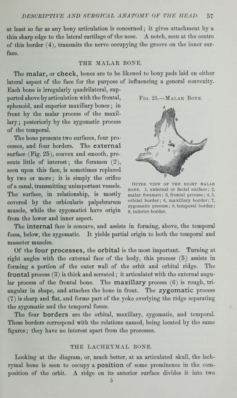 Fig. 25.—Malar Bone. at least so far as any bony articulation is concerned; it gives attachment by a thin sharp edge to the lateral cartilage of the nose. A notch, seen at the centre of this border (4), transmits the nerve occupying the groove on the inner sur- face. THE MALAE BONE. The malar, or cheek, bones are to be likened to bony pads laid on either lateral aspect of the face for the purpose of influencing a general convexity. Each bone is irregularly quadrilateral, sup- ported above by articulation with the frontal, sphenoid, and superior maxillary bones ; in front by the malar process of the maxil- lary ; posteriorly by the zygomatic process of the temporal. The bone presents two surfaces, four pro- cesses, and four borders. The external surface (Fig. 25), convex and smooth, pre- sents little of interest; the foramen (2), seen upon this face, is sometimes replaced by two or more; it is simply the orifice of a canal, transmitting unimportant vessels. The surface, in relationship, is mostly covered by the orbicularis palpebrarum muscle, while the zygomatici have origin from the lower and inner aspect. The internal face is concave, and assists in forming, above, the temporal fossa, below, the zygomatic. It yields partial origin to both the temporal and masseter muscles. Of the four processes, the orbital is the most important. Turning at right angles with the external face of the body, this process (5) assists in forming a portion of the outer wall of the orbit and orbital ridge. The frontal process (3) is thick and serrated ; it articulated with the external angu- lar process of the frontal bone. The maxillary process (6) is rough, tri- angular in shape, and attaches the bone in front. The zygomatic process (7) is sharp and flat, and forms part of the yoke overlying the ridge separating the zygomatic and the temporal fossae. The four borders are the orbital, maxillary, zygomatic, and temporal. These borders correspond with the relations named, being located by the same figures; they have no interest apart from the processes. Outer view of the right malar bone. 1, external or facial surface; 2, malar foramen; 3, frontal process; 4, 5, orbital border; 6, maxillary border; 7, zygomatic process; 8, temporal border ; 9, inferior border. THE LACHEYMAL BONE. Looking at the diagram, or, much better, at an articulated skull, the lach- rymal bone is seen to occupy a position of some prominence in the com- position of the orbit. A ridge on its anterior surface divides it into two 5
