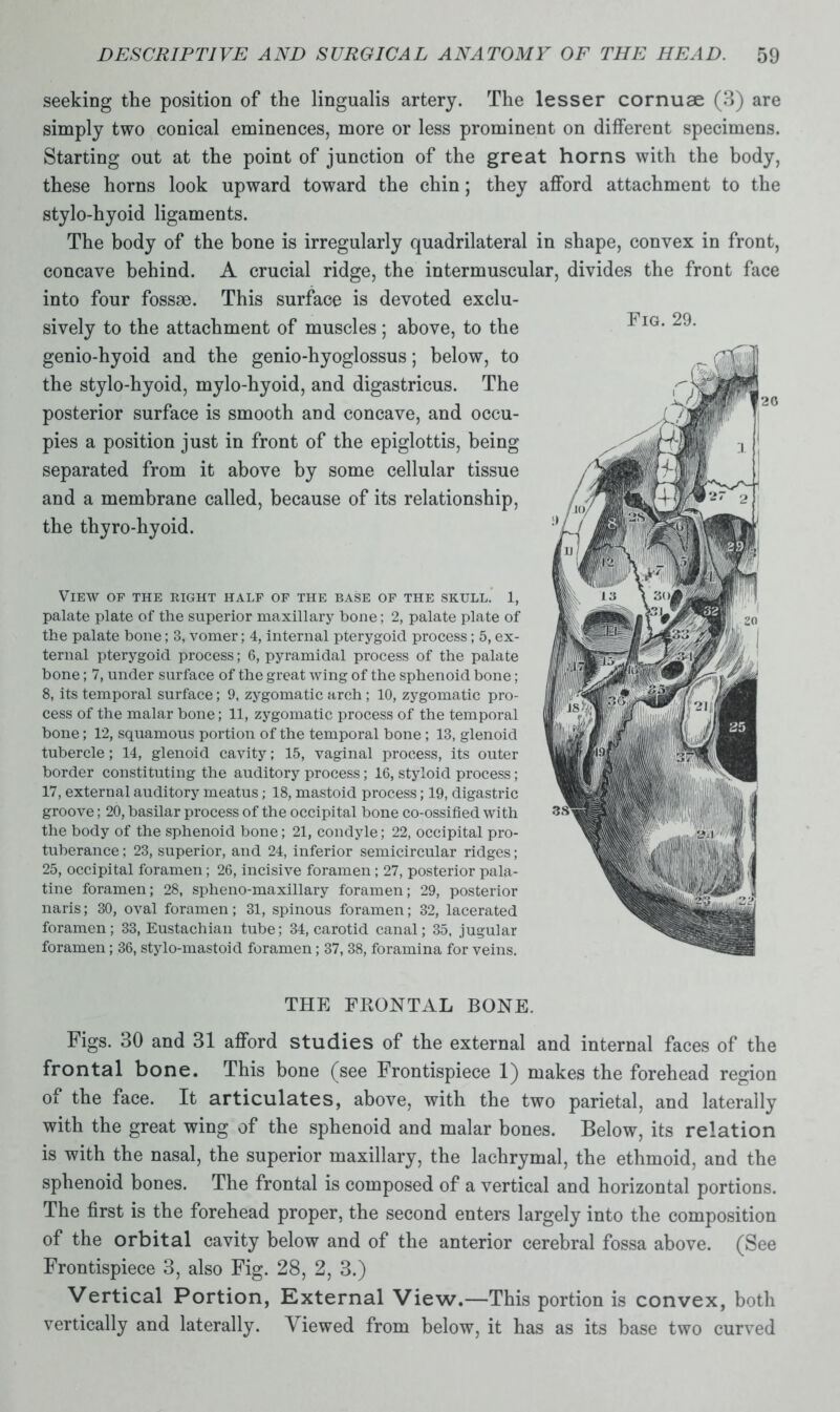 seeking the position of the lingualis artery. The lesser cornuse (3) are simply two conical eminences, more or less prominent on different specimens. Starting out at the point of junction of the great horns with the body, these horns look upward toward the chin; they afford attachment to the stylo-hyoid ligaments. The body of the bone is irregularly quadrilateral in shape, convex in front, concave behind. A crucial ridge, the intermuscular, divides the front face into four fossae. This surface is devoted exclu- sively to the attachment of muscles; above, to the genio-hyoid and the genio-hyoglossus; below, to the stylo-hyoid, mylo-hyoid, and digastricus. The posterior surface is smooth and concave, and occu- pies a position just in front of the epiglottis, being separated from it above by some cellular tissue and a membrane called, because of its relationship, the thyro-hyoid. View of the right half of the base of the skull. 1, palate plate of the superior maxillary bone; 2, palate plate of the palate bone; 3, vomer; 4, internal pterygoid process; 5, ex- ternal pterygoid process; 6, pyramidal process of the palate bone; 7, under surface of the great wing of the sphenoid bone; 8, its temporal surface; 9, zygomatic arch ; 10, zygomatic pro- cess of the malar bone; 11, zygomatic process of the temporal bone; 12, squamous portion of the temporal bone; 13, glenoid tubercle; 14, glenoid cavity; 15, vaginal process, its outer border constituting the auditory process; 16, styloid process; 17, external auditory meatus; 18, mastoid process; 19, digastric groove; 20, basilar process of the occipital bone co-ossified with the body of the sphenoid bone; 21, condyle; 22, occipital pro- tuberance ; 23, superior, and 24, inferior semicircular ridges; 25, occipital foramen; 26, incisive foramen ; 27, posterior pala- tine foramen; 28, spheno-maxillary foramen; 29, posterior naris; 30, oval foramen; 31, spinous foramen; 32, lacerated foramen; 33, Eustachian tube; 34, carotid canal; 35, jugular foramen; 36, stylo-mastoid foramen; 37, 38, foramina for veins. Fig. 29. THE FRONTAL BONE. Figs. 30 and 31 afford studies of the external and internal faces of the frontal bone. This bone (see Frontispiece 1) makes the forehead region of the face. It articulates, above, with the two parietal, and laterally with the great wing of the sphenoid and malar bones. Below, its relation is with the nasal, the superior maxillary, the lachrymal, the ethmoid, and the sphenoid bones. The frontal is composed of a vertical and horizontal portions. The first is the forehead proper, the second enters largely into the composition of the orbital cavity below and of the anterior cerebral fossa above. (See Frontispiece 3, also Fig. 28, 2, 3.) Vertical Portion, External View.—This portion is convex, both vertically and laterally. A iewed from below, it has as its base two curved