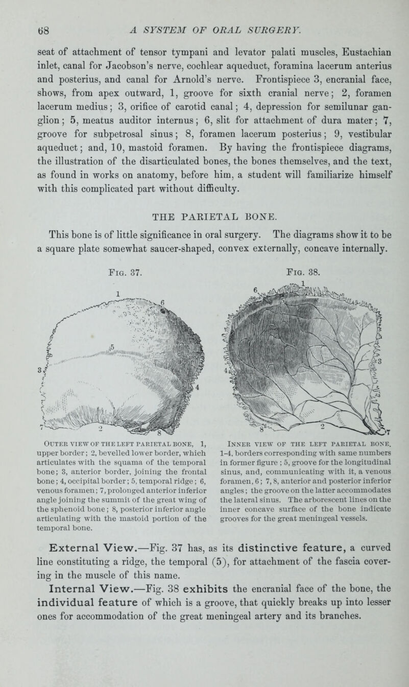 seat of attachment of tensor tympani and levator palati muscles, Eustachian inlet, canal for Jacobson’s nerve, cochlear aqueduct, foramina lacerum anterius and posterius, and canal for Arnold’s nerve. Frontispiece 3, encranial face, shows, from apex outward, 1, groove for sixth cranial nerve; 2, foramen lacerum medius; 3, orifice of carotid canal; 4, depression for semilunar gan- glion ; 5, meatus auditor internus; 6, slit for attachment of dura mater; 7, groove for subpetrosal sinus; 8, foramen lacerum posterius; 9, vestibular aqueduct; and, 10, mastoid foramen. By having the frontispiece diagrams, the illustration of the disarticulated bones, the bones themselves, and the text, as found in works on anatomy, before him, a student will familiarize himself with this complicated part without difficulty. THE PARIETAL BONE. This bone is of little significance in oral surgery. The diagrams show it to be a square plate somewhat saucer-shaped, convex externally, concave internally. Fig. 37. l Outer view of the left parietal bone, 1, upper border; 2, bevelled lower border, which articulates with the squama of the temporal bone; 3, anterior border, joining the frontal bone; 4, occipital border; 5, temporal ridge; 6, venous foramen; 7, prolonged anterior inferior angle joining the summit of the great wing of the sphenoid bone; 8, posterior inferior angle articulating with the mastoid portion of the temporal bone. Fig. 38. Inner view of the left parietal bone. 1-4, borders corresponding with same numbers in former figure ; 5, groove for the longitudinal sinus, and, communicating with it, a venous foramen, 6; 7, 8, anterior and posterior inferior angles; the groove on the latter accommodates the lateral sinus. The arborescent lines on the inner concave surface of the bone indicate grooves for the great meningeal vessels. External View.—Fig. 37 has, as its distinctive feature, a curved line constituting a ridge, the temporal (5), for attachment of the fascia cover- ing in the muscle of this name. Internal View.—Fig. 38 exhibits the encranial face of the bone, the individual feature of which is a groove, that quickly breaks up into lesser ones for accommodation of the great meningeal artery and its branches.