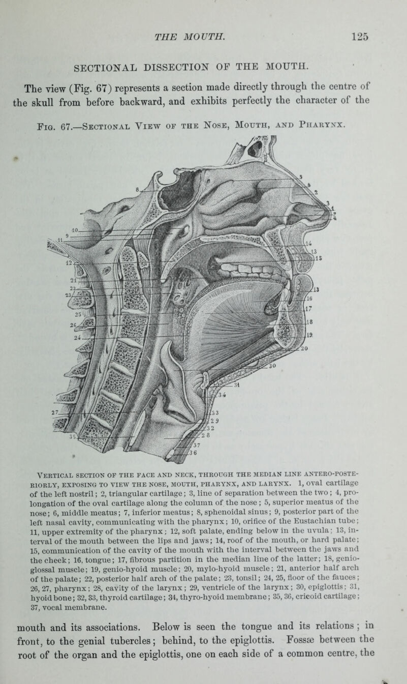 Vertical section of the face and neck, through the median line antero-poste- RIORLY, EXPOSING TO VIEW THE NOSE, MOUTH, PHARYNX, AND LARYNX. 1, OVal Cartilage of the left nostril; 2, triangular cartilage; 3, line of separation between the two; 4, pro- longation of the oval cartilage along the column of the nose ; 5, superior meatus of the nose; 6, middle meatus; 7, inferior meatus; 8, sphenoidal sinus; 9, posterior part of the left nasal cavity, communicating with the pharynx; 10, orifice of the Eustachian tube; 11, upper extremity of the pharynx; 12, soft palate, ending below in the uvula; 13, in- terval of the mouth between the lips and jaws; 14, roof of the mouth, or hard palate; 15, communication of the cavity of the mouth with the interval between the jaws and the cheek; 16. tongue; 17, fibrous partition in the median line of the latter; 18, genio- glossal muscle; 19, genio-hyoid muscle; 20, mylo-hyoid muscle; 21, anterior half arch of the palate; 22, posterior half arch of the palate; 23, tonsil; 24, 25, floor of the fauces; 26, 27, pharynx; 28, cavity of the larynx; 29, ventricle of the larynx; 30, epiglottis; 31, hyoid bone; 32,33, thyroid cartilage; 34, thyro-hyoid membrane; 35, 36, cricoid cartilage; 37, vocal membrane. mouth and its associations. Below is seen the tongue and its relations ; in front, to the genial tubercles; behind, to the epiglottis. Fosste between the root of the organ and the epiglottis, one on each side of a common centre, the SECTIONAL DISSECTION OF THE MOUTH. The view (Fig. 67) represents a section made directly through the centre of the skull from before backward, and exhibits perfectly the character of the Pig. 67.—Sectional View of the Nose, Mouth, and Pharynx.