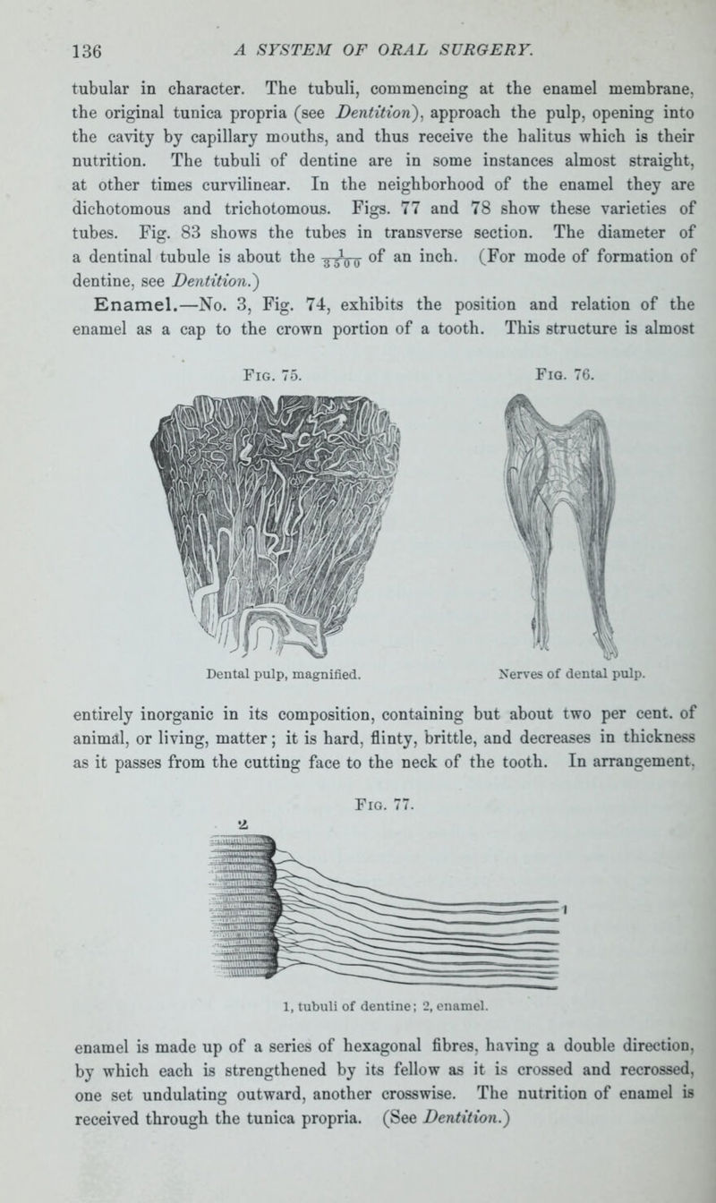 tubular in character. The tubuli, commencing at the enamel membrane, the original tunica propria (see Dentition), approach the pulp, opening into the cavity by capillary mouths, and thus receive the halitus which is their nutrition. The tubuli of dentine are in some instances almost straight, at other times curvilinear. In the neighborhood of the enamel they are dichotomous and trichotomous. Figs. 77 and 78 show these varieties of tubes. Fig. 83 shows the tubes in transverse section. The diameter of a dentinal tubule is about the of an inch. (For mode of formation of dentine, see Dentition.} Enamel.—No. 3, Fig. 74, exhibits the position and relation of the enamel as a cap to the crown portion of a tooth. This structure is almost entirely inorganic in its composition, containing but about two per cent, of animal, or living, matter; it is hard, flinty, brittle, and decreases in thickness as it passes from the cutting face to the neck of the tooth. In arrangement, Fig. 77. •2 1, tubuli of dentine; 2, enamel. enamel is made up of a series of hexagonal fibres, having a double direction, by which each is strengthened by its fellow as it is crossed and recrossed, one set undulating outward, another crosswise. The nutrition of enamel is received through the tunica propria. (See Dentition.')