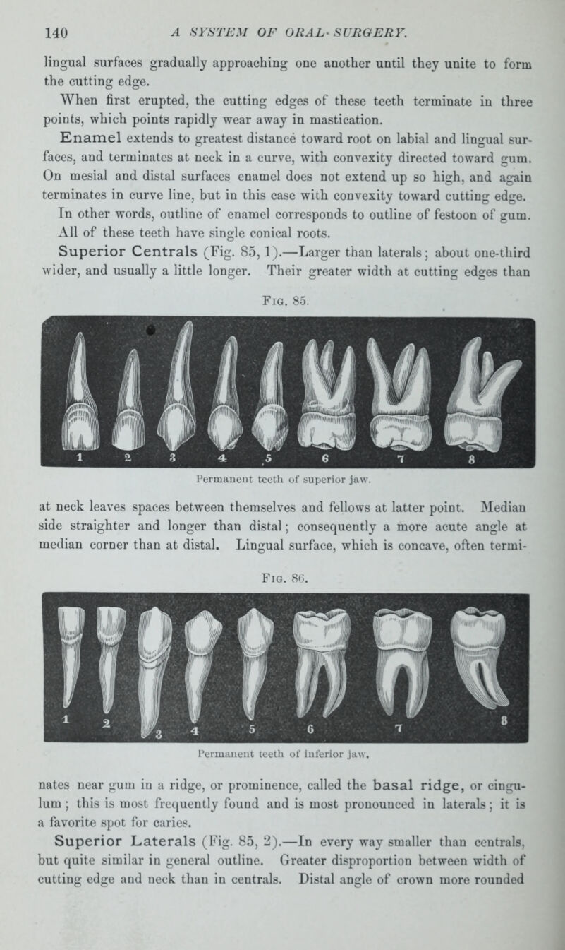 lingual surfaces gradually approaching one another until they unite to form the cutting edge. When first erupted, the cutting edges of these teeth terminate in three points, which points rapidly wear away in mastication. Enamel extends to greatest distance toward root on labial and lingual sur- faces, and terminates at neck in a curve, with convexity directed toward gum. On mesial and distal surfaces enamel does not extend up so high, and again terminates in curve line, but in this case with convexity toward cutting edge. In other words, outline of enamel corresponds to outline of festoon of gum. All of these teeth have single conical roots. Superior Centrals (Fig. 85, 1).—Larger than laterals; about one-third wider, and usually a little longer. Their greater width at cutting edges than Fig. 85. Permanent teeth of superior jaw. at neck leaves spaces between themselves and fellows at latter point. Median side straighter and longer than distal; consequently a more acute angle at median corner than at distal. Lingual surface, which is concave, often terrni- Fig. 80. Permanent teeth of inferior jaw. nates near gum in a ridge, or prominence, called the basal ridge, or cingu- lum ; this is most frequently found and is most pronounced in laterals; it is a favorite spot for caries. Superior Laterals (Fig. 85, 2).—In every way smaller than centrals, but quite similar in general outline. Greater disproportion between width of cutting edge and neck than in centrals. Distal angle of crown more rounded