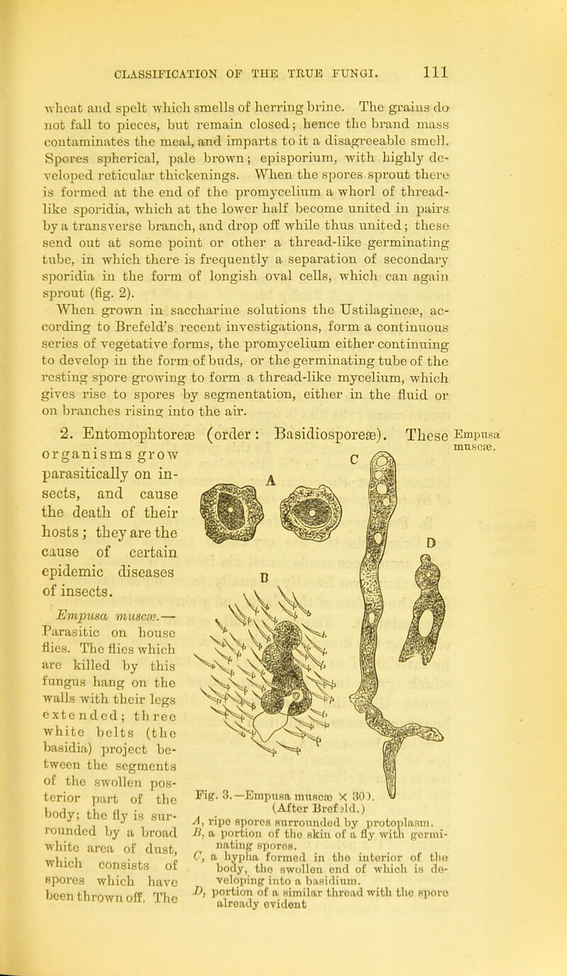 These Empusa muscfe. wheat aud spelt which smells of herring brine. The grains do not fall to pieces, but remain closed; hence the brand mass contaminates the meal, and imparts to it a disagreeable smell. Spores spherical, pale brown; episporium, with highly de- veloped reticular thickenings. When the spores sprout there is formed at the end of the promycelium a whorl of thread- like sporidia, which at the lower half become united in. pairs by a transverse branch, and di'op off while thus united; these send out at some point or other a thread-like germinating tube, in which there is frequently a separation of secondary sporidia in the form of longish oval cells, which can again sprout (fig. 2). When grown in saccharine solutions the Ustilaginese, ac- cording to Brefeld's recent investigations, form a continuous series of vegetative fonns, the promycelium either continuing to develop in the form of buds, or the germinating tube of the resting spore growing to form a thread-like mycelium, which gives rise to spores by segmentation, either in the fluid or on branches rising into the air. 2. Entomophtorefe (order: Basidiosporese). organisms grow q parasitically on in- sects, and cause the death of their hosts; they are the cause of certain epidemic diseases of insects. Empusa muscx.— Parasitic on house flies. The flies which are killed by this fungus hang on the walls with their legs extended; three ■white belts (the basidia) project be- tween the segment.^ of the .swollen pos- terior part of the body; the fly is sur- rounded by a broad ■white area of dust, which consists of spores which have been thrown off. ITie D Fig. 3.—Empusa muscfe X 30). (After Brofild.) A, ripe sporca surrounded by protoplaam. B, a portion of the skin of a fly with g:ermi- nating spores. C, a hypha formed in tlio interior of the body, the swollen end of which is de- veloping into a baaidium. JJ, portion of a similar thread with the spore already evident