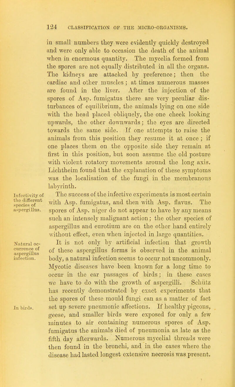 Infectivity of the different species of aspergillus. Natural oc- currence of aspergillus infection. In bird?. in small numbers tliey were evidently quickly destroyed and were only able to occasion the death of the animal when in enormous quantity. The mycelia formed from the spores are not equally distributed in all the organs. The kidneys are attacked by preference; then the cardiac and other muscles ; at times numerous masses are found in the liver. After the injection of the spores of Asp. fumigatus there are very peculiar dis- turbances of equilibrium, the animals Ij'ing on one side with the head placed obliquely, the one cheek looking upwards, the other downwards; the eyes are directed towards the same side. If one attempts to raise the animals from this position they resume it at once ; if one places them on the opposite side they remain at first in this position, but soon assume the old posture with violent rotatory movements around the long axis. Lichtheim found that the explanation of these symptoms was the localisation of the fungi in the membranous labyrinth. The success of the infective experiments is most certain with Asp. fumigatus, and then with A«p. flavus. The spores of Asp. niger do not appear to have by any means such an intensely malignant action; the other species of aspergillus and eurotium are on the other hand entirel,y Avithout efiect, even when injected in large quantities. It is not only by artificial infection that growth of these aspergillus forms is observed in the animal body, a natural infection seems to occur not uncommonly. Mycotic diseases have been known for a long time to occur in the ear passages of birds; iu these cases Ave have to do Avith the growth of aspergilli. Schiitz has recently demonstrated by exact experiments that the spores of these mould fungi can as a matter of fact set up severe pneumonic affections. If healthy pigeons, geese, and smaller birds were exposed for only a feAV minutes to air containing numerous spores of Asp. fumigatus the animals died of pneumonia as late as the fifth day afterwards. Numerous mycelial threads Avero then found in the bronchi, and in the cases where the disease had lasted longest extensive necrosis was present.