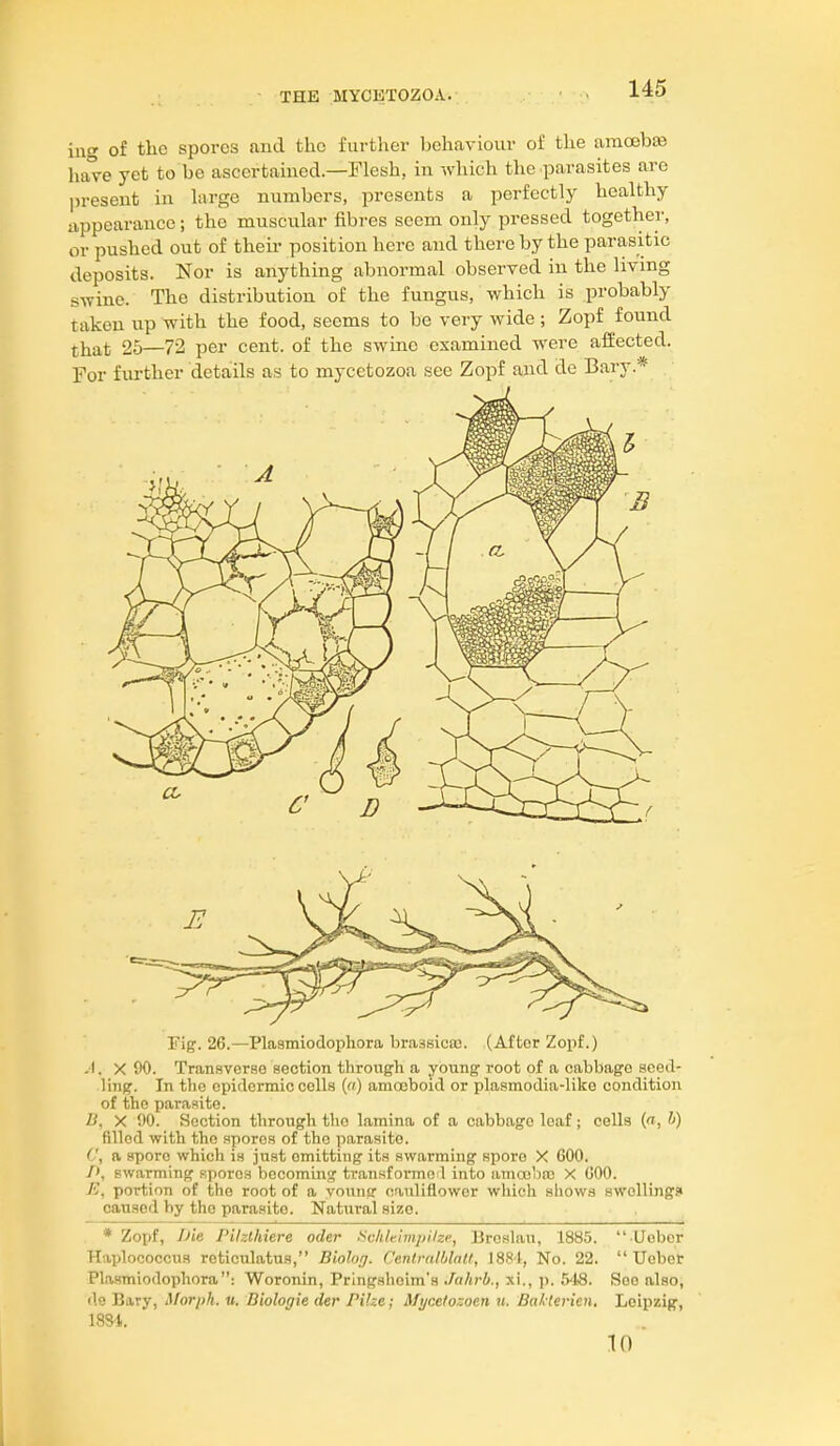 inw of the spores and the further behaviour of the amceb^ ha° e yet to he ascertamed.—Flesh, in which the parasites are jiresent in hirgc numbers, presents a perfectly healthy appearance; the muscular fibres seem only pressed together, or pushed out of their position hero and there by the parasitic deposits. Nor is anything abnormal observed in the living swine. The distribution of the fungus, which is probably taken up with the food, seems to be very wide ; Zopf found that 25—72 per cent, of the swine examined were affected. For further details as to mycetozoa see Zopf and de Bary.* Fig. 26.—Plasmiodophora brassicaj. (After Zopf.) .1. X 90. Transverse section through a young root of a cabbage seed- ling. In the epidermic cells («) amoeboid or plasmodia-like condition of the parasite. B, X 00. Section through the lamina of a cabbage loaf; cells (ft, h) filled with the spores of the parasite. (J, a spore which is just omitting its swarming spore X 600. /', swarming spores becoming transformo l into amcu'ia; X GOO. Ji, portion of the root of a young cauliflower which shows swellings caused by the parasite. Natural size. * Zopf, Die Pilzthiere oder .Sc/ilrimpilze, Broslau, 1885.  Uobor Haplococcus reticulatus, Biohrj. C'entrnllilait, ISSl, No. 22.  Uober Plasmiodophora: Woronin, Pringsheim's Jahrb., xi., p. S'lS. See also, de Bary, Morph. tt. Diologie der Pihe; Mt/cetozoen u. BakUvien. Leipzig, 18S4. 10 I