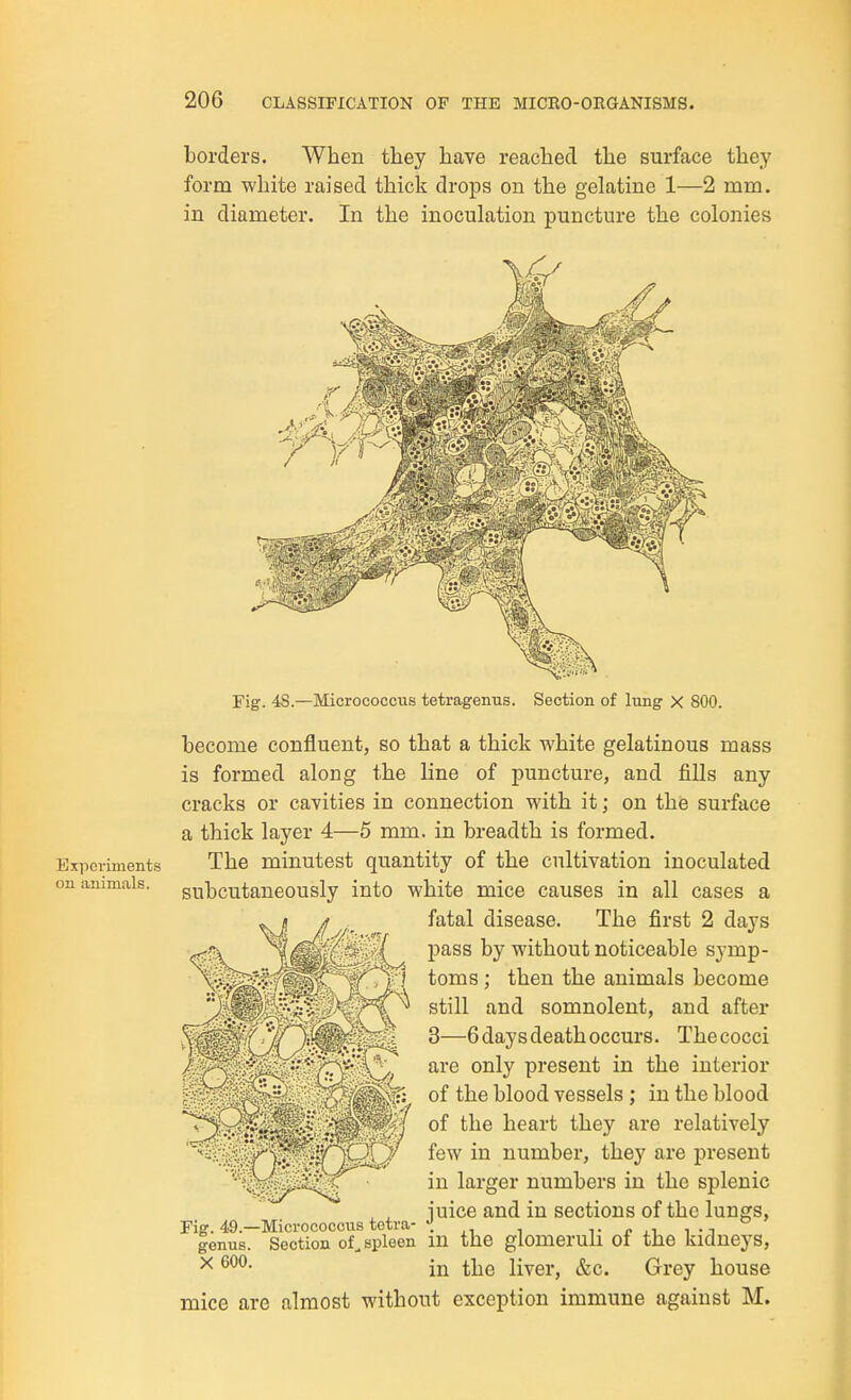 borders. When they have reached the surface they form white raised thick drops on the gelatine 1—2 mm. in diameter. In the inoculation puncture the colonies Experiments on animals. Fig. 4S.—Micrococcus tetragenus. Section of lung X 800. become confluent, so that a thick white gelatinous mass is formed along the line of puncture, and fills any cracks or cavities in connection with it; on the surface a thick layer 4—5 mm. in breadth is formed. The minutest quantity of the cultivation inoculated subcutaneously into white mice causes in all cases a fatal disease. The first 2 days pass by without noticeable symp- toms ; then the animals become still and somnolent, and after 3—6 days death occurs. The cocci are only present in the interior of the blood vessels ; in the blood of the heart they are relatively few in number, they are present in larger numbers in the splenic , ^ iuice and in sections of the lungs. Fig. 49.—Micrococcus tetra- •! t p ,i i -j lenus. Section of, spleen in the glomeruli of the kidneys, ^ in the liver, &c. Grey house mice are almost without exception immune against M.