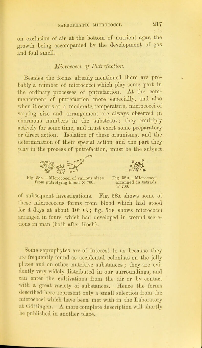 on exclusion of air at the bottom of nutrient agar, the growth being accompanied by the development of gas and foul smell. Micrococci of Putrefaction. Besides the forms already mentioned there are pro- bably a number of micrococci which play some part in the ordinary processes of putrefaction. At the com- mencement of putrefaction more especially, and also when it occurs at a moderate temperature, micrococci of varying size and arrangement are always observed in enormous numbers in the substrata; they multiply actively for some time, and must exert some preparatory or direct action. Isolation of tliese organisms, and the determination of their special action and the part they play in the process of putrefaction, must be the subject Fig. 58a.—Micrococci of various sizes Fig. 58b.—Micrococci from pittrefying blood X 700. arranged in tetrads X 700. of subsequent investigations. Fig. 58a shows some of these micrococcus forms from blood which had stood for 4 days at about 10° C.; fig. 58b shows micrococci arranged in fours which had developed in wound secre- tions in man (both after Koch). Some saprophytes are of interest to us because they arc frequently found as accidental colonists on the jelly plates and on other nutritive substances ; they arc evi- dently vei-y widely distributed in our surroundings, and can enter the cultivations from the air or by contact with a great variety of substances. Hence the forms described here represent only a small selection from the micrococci which have been met with in the Laboratory at Gottingen. A more complete description will shortly be published in another place.