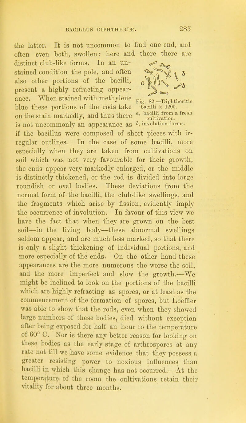 the latter. It is not uncommon to find one end, and often oven both, swollen; here and there there are distinct club-like forms. In an un- stained condition the pole, and often '^'^'^ \ ^ also other portions of the bacilli, c^P^ present a highly refracting appear- ^ ^ auce. When stained with methylene j,.^ 82.-Diphtheritic blue these portions of the rods take bacilli x 1200. on the stain markedly, and thus there is not uncommonly an appearance as involution forms, if the bacillus were composed of short pieces with ir- regular outlines. In the case of some bacilli, more especially when they are taken from cultivations on soil which was not very favourable for their growth, the ends appear very markedly enlarged, or the middle is distinctly thickened, or the rod is divided into large roundish or oval bodies. These deviations from the normal form of the bacilli, the club-like swellings, and the fragments which arise by fission, evidently imply the occurrence of involution. In favour of this view we have the fact that when they are grown on the best soil—in the living body—these abnormal swellings seldom appear, and are much less marked, so that there is only a slight thickening of individual portions, and more especially of the ends. On the other hand these appearances are the more numerous the worse the soil, and the more imperfect and slow the growth.'—We might be inclined to look on the portions of the bacilli which are highly refracting as spores, or at least as the commencement of the formation of spores, but Loeffler was able to show that the rods, even when they showed large numbers of these bodies, died without exception after being exposed for half an hour to the temperature of 60° C. Nor is there any better reason for looking on these bodies as the early stage of arthrospores at any rate not till we have some evidence that they possess a greater resisting power to noxious influences than bacilli in which this change has not occurred.—At the temperature of the room the cultivations retain their vitality for about three months.