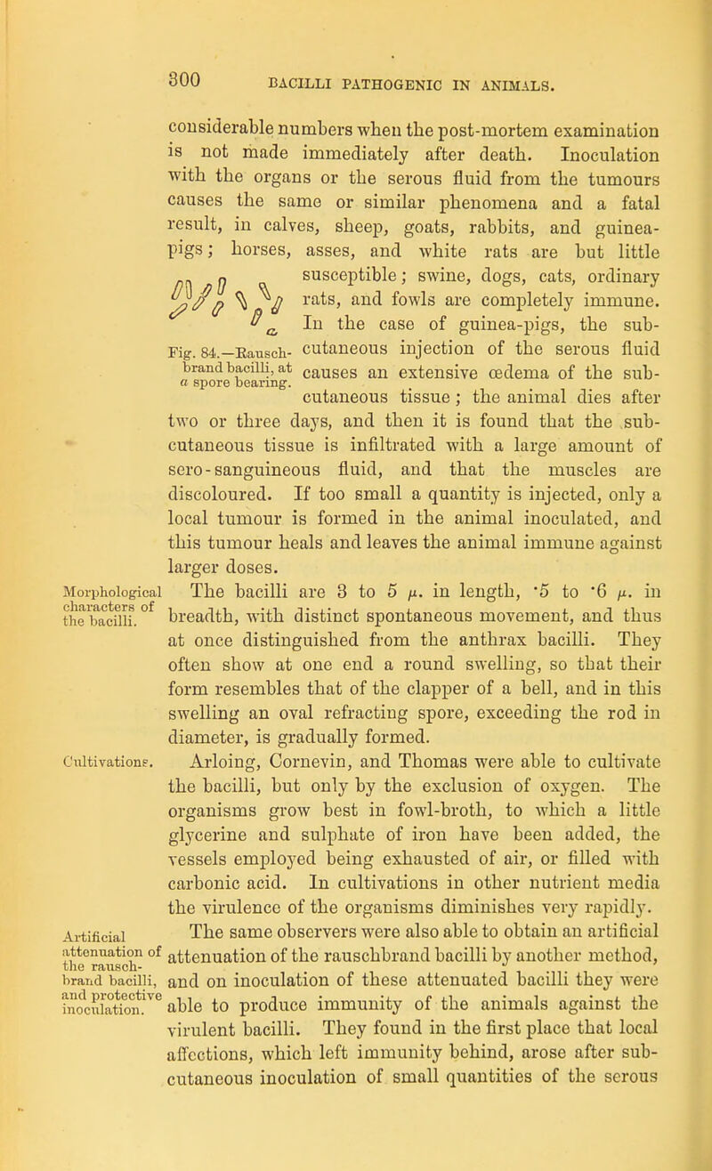 considerable numbers when tbe post-mortem examination is not made immediately after death. Inoculation with the organs or the serous fluid from the tumours causes the same or similar phenomena and a fatal result, in calves, sheep, goats, rabbits, and guinea- pigs; horses, asses, and white rats are but little ^ susceptible; swine, dogs, cats, ordinary ^ i ^*^^^' fowls are completely immune. ^ ^ In the case of guinea-pigs, the sub- Fig. 84.—Eausch- cutaueous injection of the serous fluid brand bacilli, at causcs an extensive oedema of the sub- a spore bearing. cutaneous tissue ; the animal dies after two or three days, and then it is found that the sub- cutaneous tissue is infiltrated with a large amount of sero - sanguineous fluid, and that the muscles are discoloured. If too small a quantity is injected, only a local tumour is formed in the animal inoculated, and this tumour heals and leaves the animal immune against larger doses. Morphological The bacilli are 3 to 5 /u. in length, '5 to '6 /x. in the'bacflH. breadth, with distinct spontaneous movement, and thus at once distinguished from the anthrax bacilli. They often show at one end a round swelling, so that their form resembles that of the clapper of a bell, and in this swelling an oval refracting spore, exceeding the rod in diameter, is gradually formed. CnltivationE, Arloing, Cornevin, and Thomas were able to cultivate the bacilli, but only by the exclusion of oxygen. The organisms grow best in fowl-broth, to which a little glycerine and sulphate of iron have been added, the vessels employed being exhausted of air, or filled with carbonic acid. In cultivations in other nutrient media the virulence of the organisms diminishes very rapidly. Ai-tificial The same observers were also able to obtain an artificial attenuation of attenuation of the rauschbrand bacilli by another method, the rausch- i . . brand bacilli, and on iuoculatiou of these attenuated bacilli they were i^ociJatkTiu^^ able to produce immunity of the animals against the virulent bacilli. They found in the first place that local aflcctions, which left immunity behind, arose after sub- cutaneous inoculation of small quantities of the serous