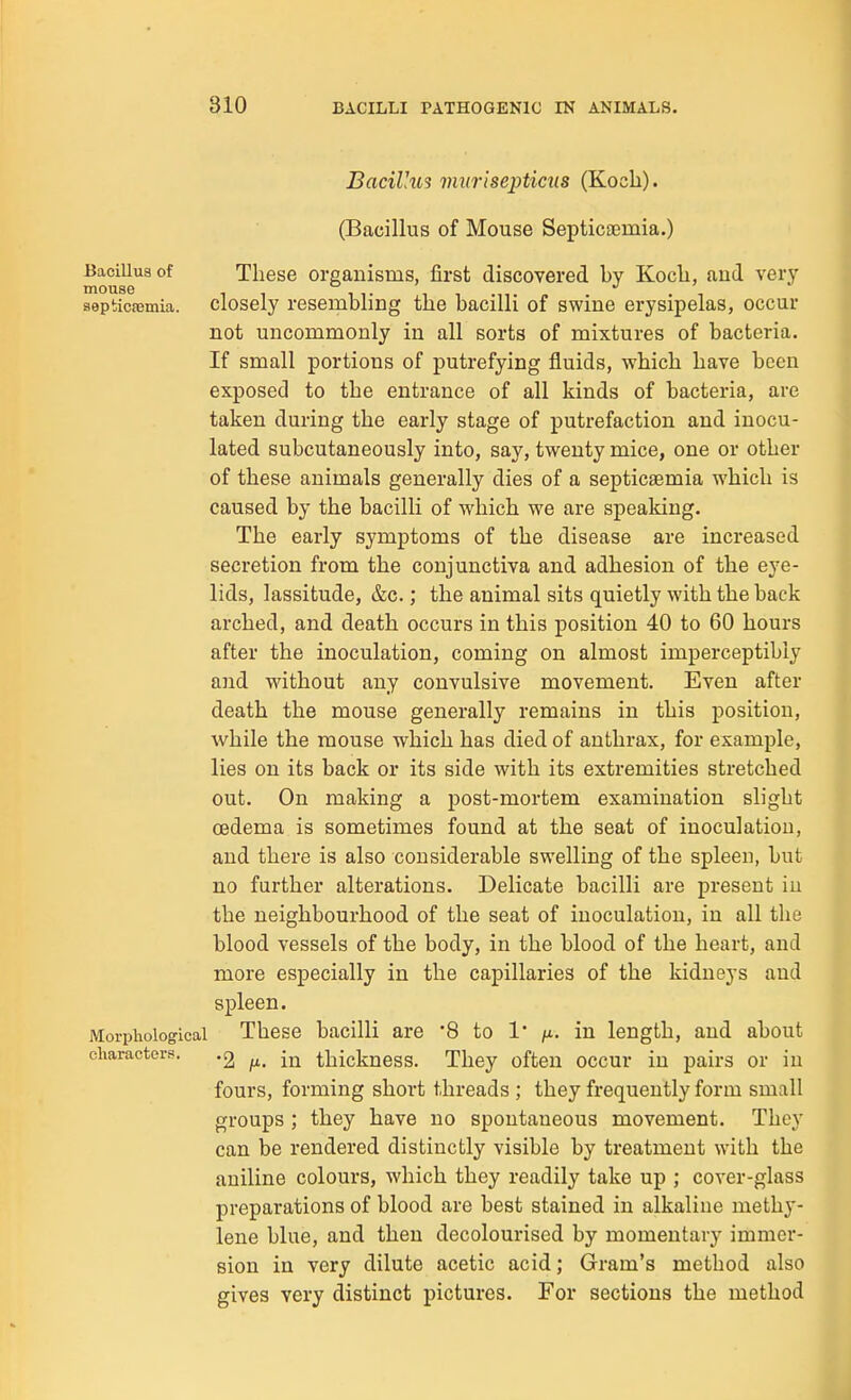 BacUhi3 mxmsepticus (Koch). (Bacillus of Mouse SepticEemia.) Bacillus of These organisms, first discovered bv Koch, and very mouse IT 1 1 .,1 . T aepticfemia. closely resembling the bacilli of swme erysipelas, occur not uncommonly in all sorts of mixtures of bacteria. If small portions of putrefying fluids, which have been exposed to the entrance of all kinds of bacteria, are taken during the early stage of putrefaction and inocu- lated subcutaneously into, say, twenty mice, one or other of these animals generally dies of a septicaemia which is caused by the bacilli of which we are spealdng. The early symptoms of the disease are increased secretion from the conjunctiva and adhesion of the eye- lids, lassitude, &c.; the animal sits quietly with the back arched, and death occurs in this position 40 to 60 hours after the inoculation, coming on almost imperceptibly and without any convulsive movement. Even after death the mouse generally remains in this position, while the mouse which has died of anthrax, for example, lies on its back or its side with its extremities stretched out. On making a post-mortem examination slight oedema is sometimes found at the seat of inoculation, and there is also considerable swelling of the spleen, but no further alterations. Delicate bacilli are present in the neighbourhood of the seat of inoculation, in all the blood vessels of the body, in the blood of the heart, and more especially in the capillaries of the kidneys and spleen. Morpiiological These bacilli are 8 to 1* /x, in length, and about characters. .s^ thickness. They often occur in pairs or in fours, forming short threads ; they frequently form small groups ; they have no spontaneous movement. They can be rendered distinctly visible by treatment with the aniline colours, which they readily take up ; cover-glass preparations of blood are best stained in alkaline methy- lene blue, and then decolourised by momentary immer- sion in very dilute acetic acid; Gram's method also gives very distinct pictures. For sections the method