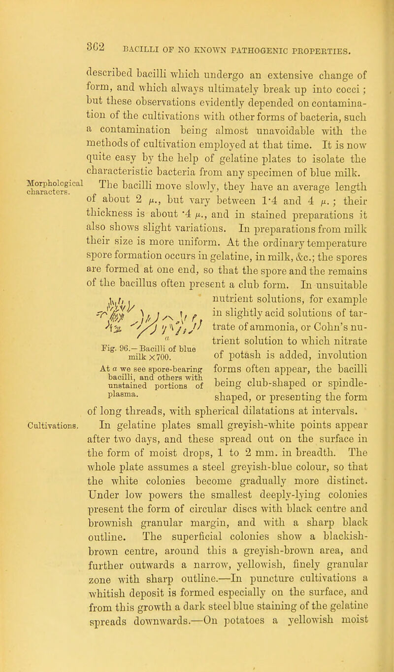 3G2 described bacilli wbich undergo an extensive change of form, and which always ultimately break up into cocci; but these observations evidently depended on contamina- tion of the cultivations with other forms of bacteria, such a contamination being almost unavoidable with the methods of cultivation employed at that time. It is now quite easy by the help of gelatine plates to isolate the characteristic bacteria from any specimen of blue milk. ^°^P^°^°fcal The bacilli move slowly, they have an average length of about 2 IX., but vary between 1'4 and 4 /x. ; their thickness is about '4 fj.., and in stained preparations it also shows slight variations. In preparations from milk their size is more uniform. At the ordinary temperature spore formation occurs in gelatine, in milk, &c.; the spores are formed at one end, so that the spore and the remains of the bacillus often present a club form. In unsuitable ^■^^r, . nutrient solutions, for example '^'^Ix' f ^cid solutions of tar- '^'/V '/ ''^jiJ^ ^^'^^^ of ammonia, or Cohu's nu-  trient solution to which nitrate Fig. 96.-Bacilli of blue n . i - ti i • ^ ^■ milk X 700. 01 potasu IS added, mvolution At a we see spore-bearin)? forms often appear, the bacilli bacilli, and others with ■> • ^ ^ ^ t • ti uiiBtained portions of iJemg club-shaped or spmdle- plasma. shaped, or presenting the form of long threads, with spherical dilatations at intervals. Cultivations. In gelatine plates small greyish-white points appear after two days, and these spread out on the surface in the form of moist drops, 1 to 2 mm. in breadth. The whole plate assumes a steel greyish-blue colour, so that the white colonies become gradually more distinct. Under low powers the smallest deeply-lying colonies present the form of circular discs with black centre and brownish granular margin, and with a sharp black outline. The superficial colonies show a blackish- brown centre, around this a greyish-brown area, and further outwards a narrow, yellowish, finely granular zone with sharp outline.—In puncture cultivations a whitish deposit is formed especially on the surface, and from this growth a dark steel blue staining of the gelatine spreads downwards.—On potatoes a yellowish moist
