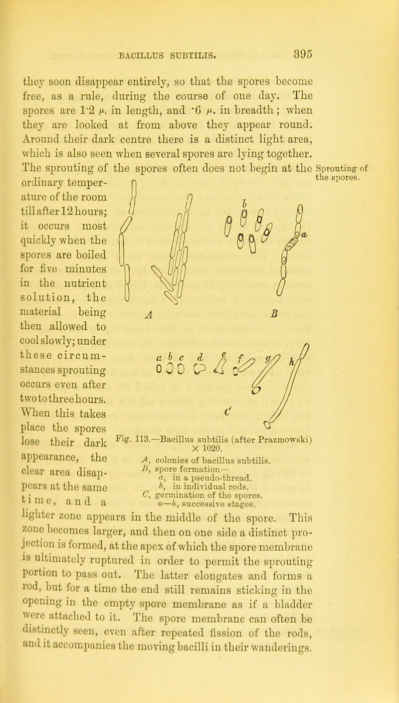 the spores. they soon disappear entirely, so that the spores become free, as a rule, during the course of one day. The spores are 1'2 in length, and '6 m. in breadth; when they are looked at from above they appear round. Around their dark centre there is a distinct light area, which is also seen when several spores are lying together. The sprouting of the spores often does not begin at the Sprouting of ordinary temper- ature of the room jj 0 till after 12 hours; it occurs most quickly when the spores are boiled for five minutes in the nutrient solution, the material being then allowed to cool slowly; under these circum- stances sprouting occurs even after two to three hours. When this takes place the spores lose their dark —-^^^l^^^ aubtilis (after Prazmowski) X 1020. appearance, the >i, colonies of bacillus subtilis. clear area disan- formation- i in a pseudo-thread, pears at the same individual rods. J. • , C, germination of the spores, tiime, and a a—A, successive stages. lighter zone appears in the middle of the spore. This zone becomes larger, and then on one side a distinct pro- jection is formed, at the apex of which the spore membrane 13 ultmiatcly ruptured in order to permit the sprouting portion to pass out. The latter elongates and forms a rod, but for a time the end still remains sticking in the opening in the empty spore membrane as if a bladder were attached to it. The spore membrane can often be distinctly seen, even after repeated fission of the rods, and it accompanies the moving bacilli in their wanderings. abed. A 000 P ^