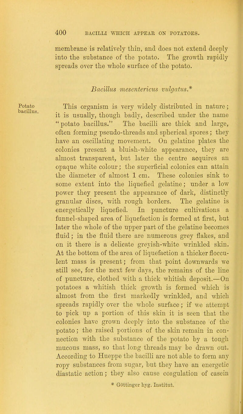 membrane is relatively thin, and does not extend deeply into the substance of the potato. The growth rapidly spreads over the whole surface of the potato. Bacillus mesentericus vnlgatus.* Potato This organism is very widely distributed in nature; it is usually, though badly, described under the name potato bacillus. The bacilli are thick and large, often forming pseudo-threads and spherical spores ; they have an oscillating movement. On gelatine plates the colonies present a bluish-white appearance, they are almost transparent, but later the centre acquires an opaque white colour; the superficial colonies can attain the diameter of almost 1 cm. These colonies sink to some extent into the liquefied gelatine; under a low power they present the appearance of dark, distinctly granular discs, with rough borders. The gelatine is energetically liquefied. In puncture cultivations a funnel-shaped area of liquefaction is formed at first, but later the whole of the upper part of the gelatine becomes fluid; in the fluid there are numerous grey flakes, and on it there is a delicate greyish-white wrinkled skin. At the bottom of the area of liquefaction a thicker floecu- lent mass is present; from that point downwards we still see, for the next few days, the remains of the line of puncture, clothed with a thick whitish deposit.—On potatoes a w^hitish thick growth is formed which is almost from the first markedly wrinlded, and which spreads rapidly over the whole surface; if we attempt to pick up a portion of this skin it is seen that the colonies have grown deeply into the substance of the potato; the raised portions of the skin remain in con- nection with the substance of the potato by a tough mucous mass, so that long threads may be drawn out. According to Hueppe the bacilli are not able to form any ropy substances from sugar, but they have an energetic diastatic action; they also cause coagulation of casein